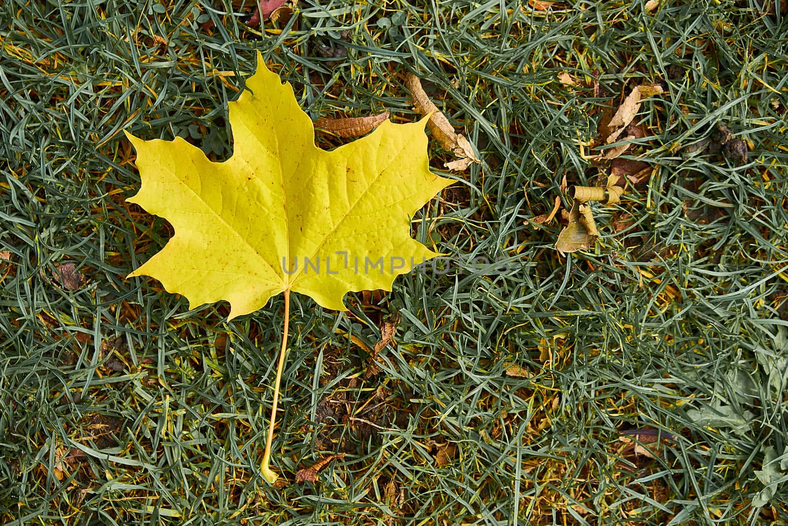 Two Dried Leaves on The Ground in Autumn