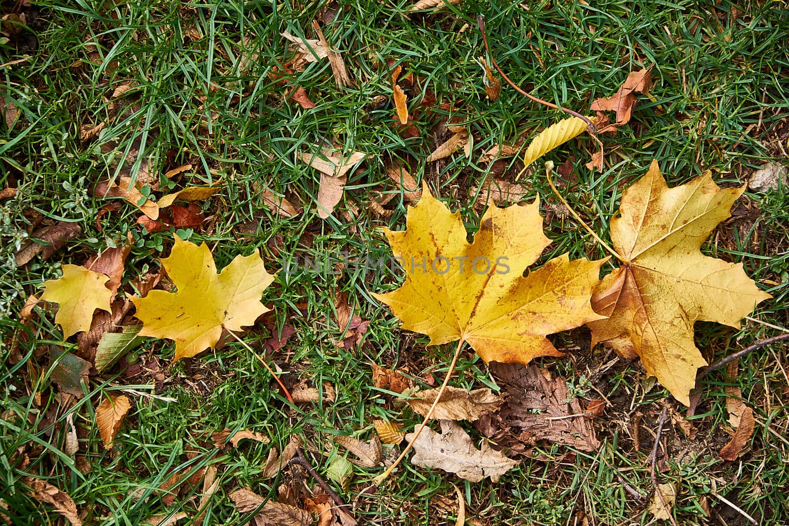 Two dry leaves on the ground in autumn in UK