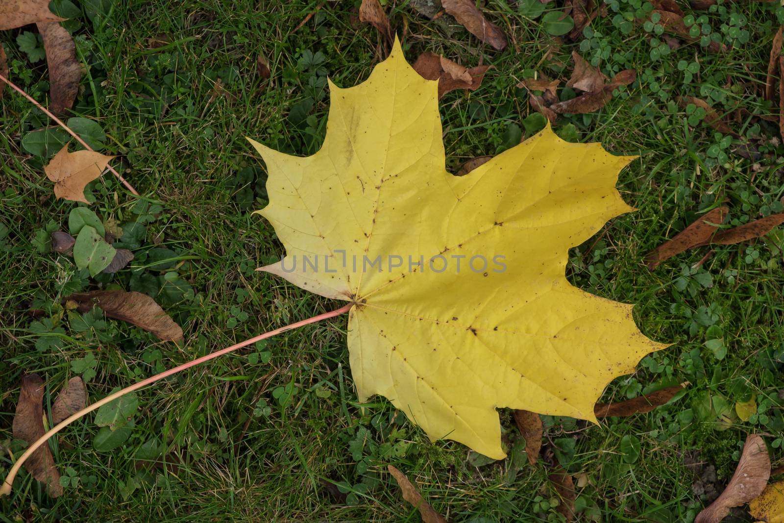 Sycamore leaf on the ground in Autumn in East Grinstead by phil_bird