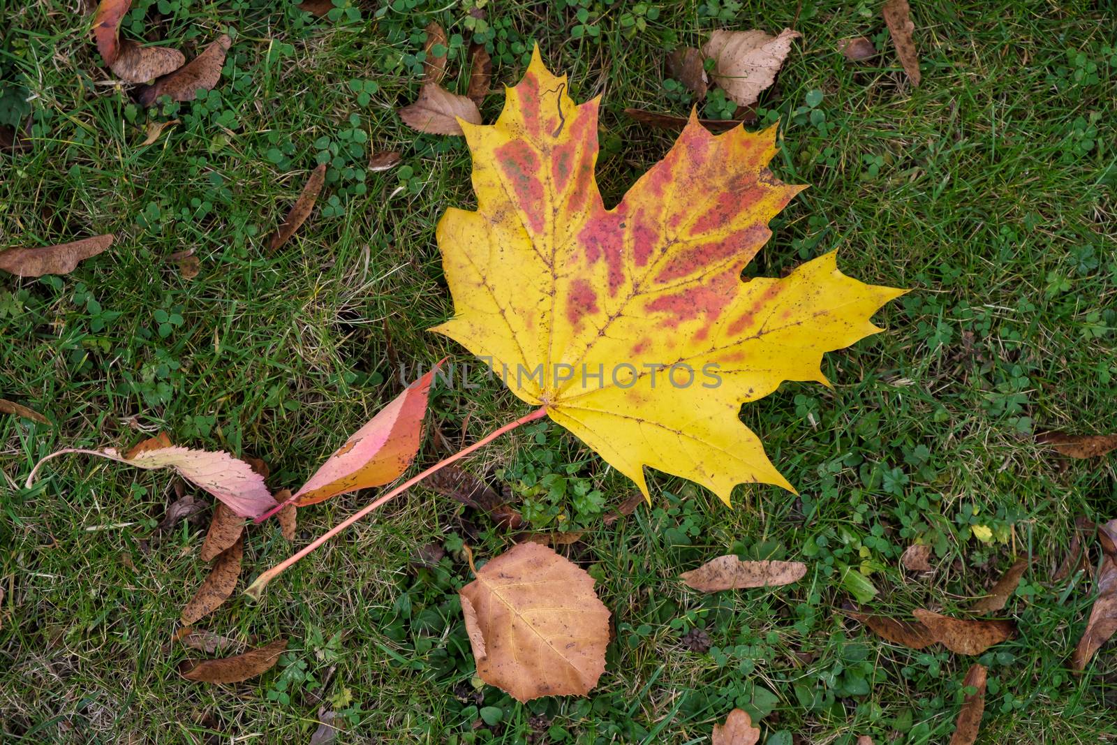 Maple leaf on the ground in Autumn in East Grinstead