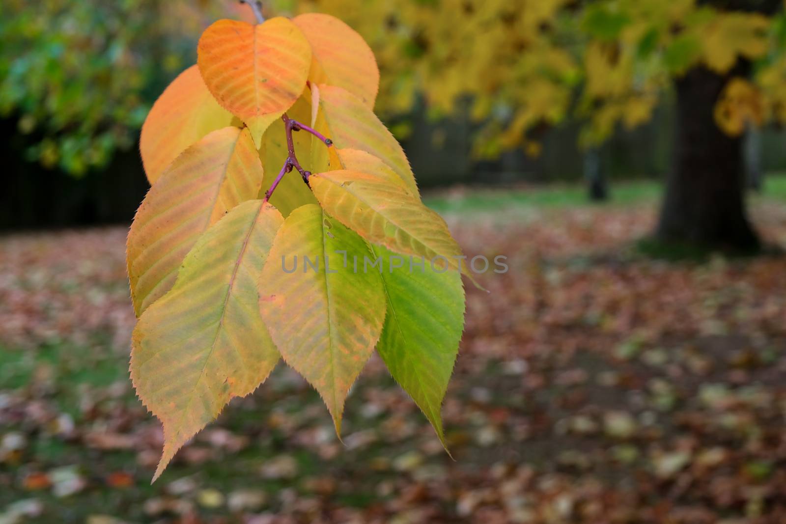 Autumnal colours  of a Cherry tree in East Grinstead