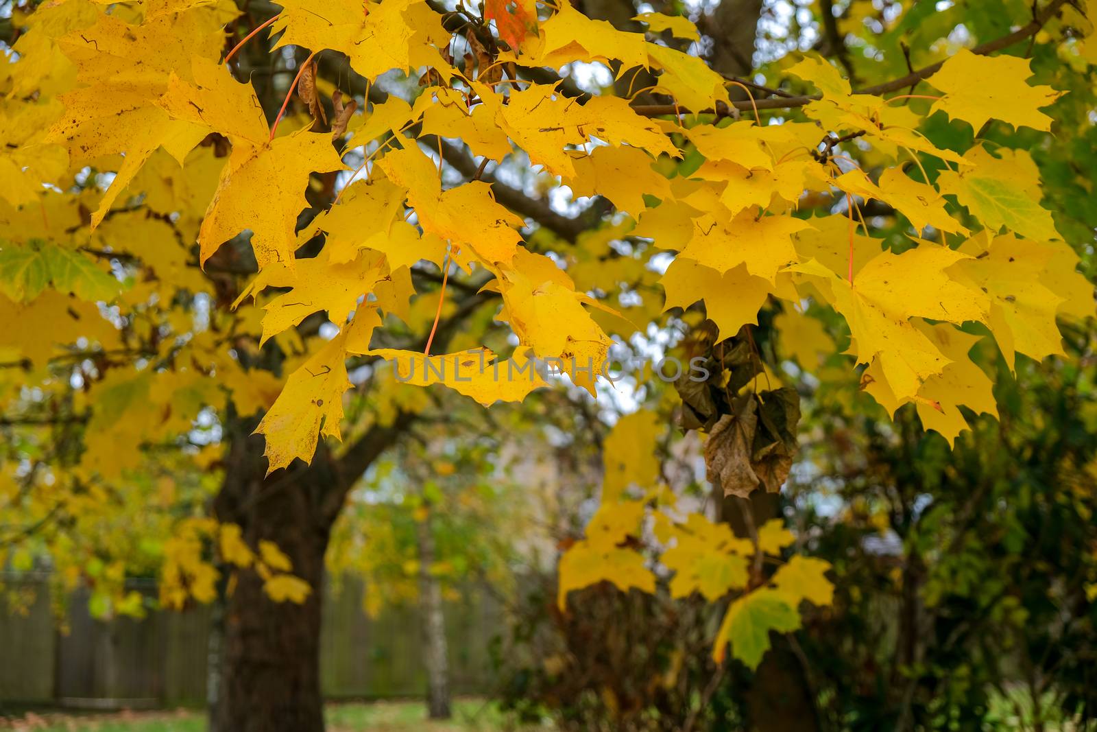 Autumnal colours  of a Maple tree in East Grinstead