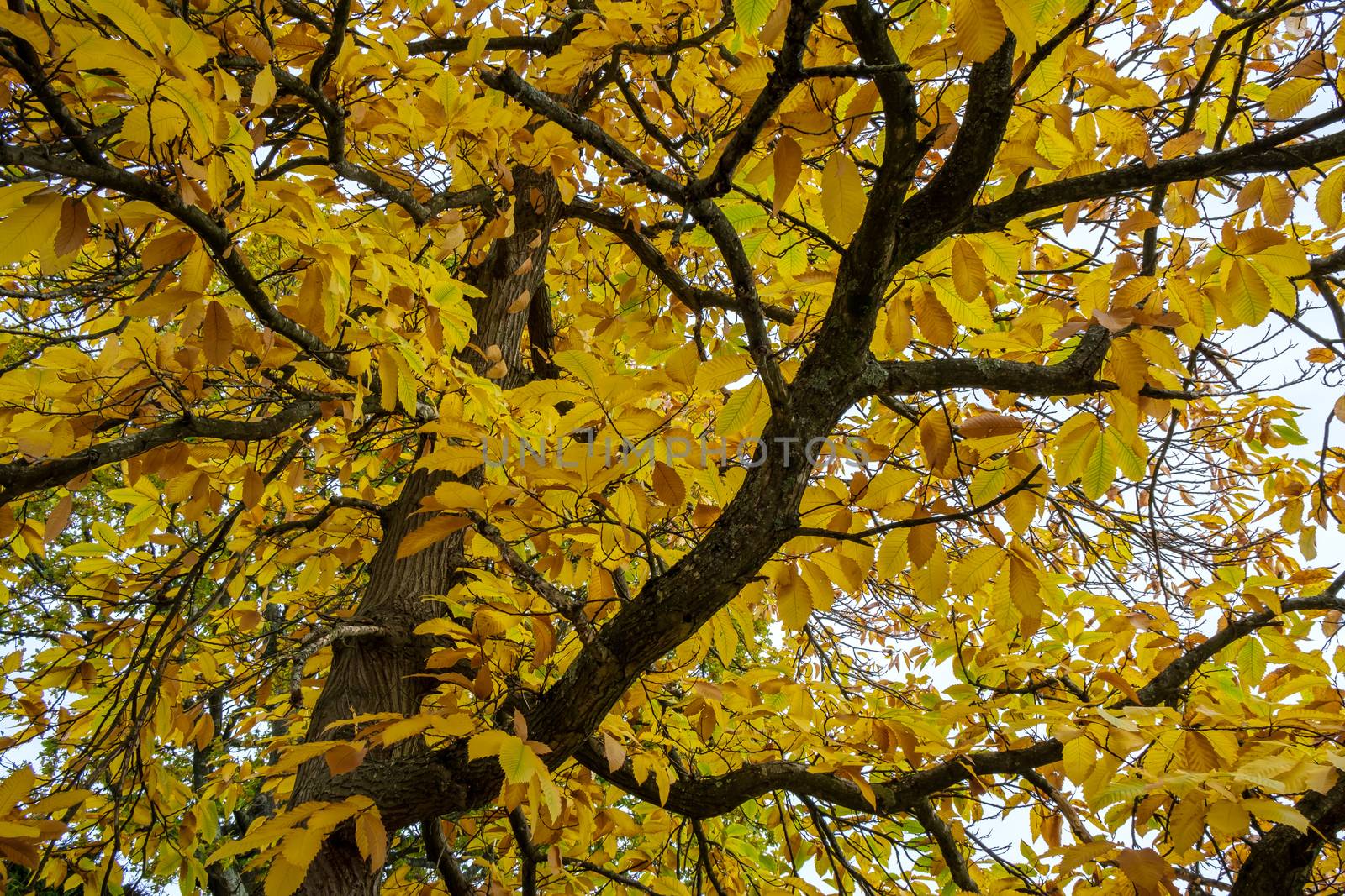 Autumnal colours  of a Maple tree in East Grinstead by phil_bird