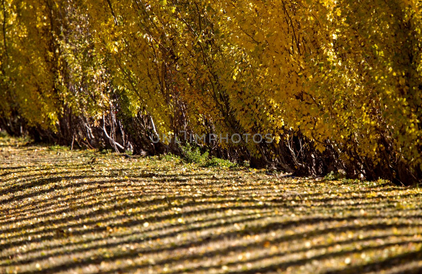 Autumn Lines Yellow poplar trees Canada scenic view