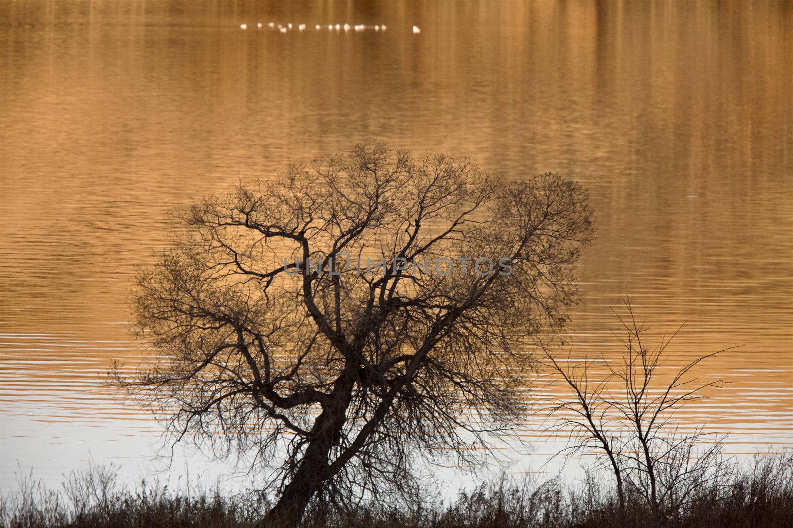 Saskatchewan Lake in Autumn by pictureguy