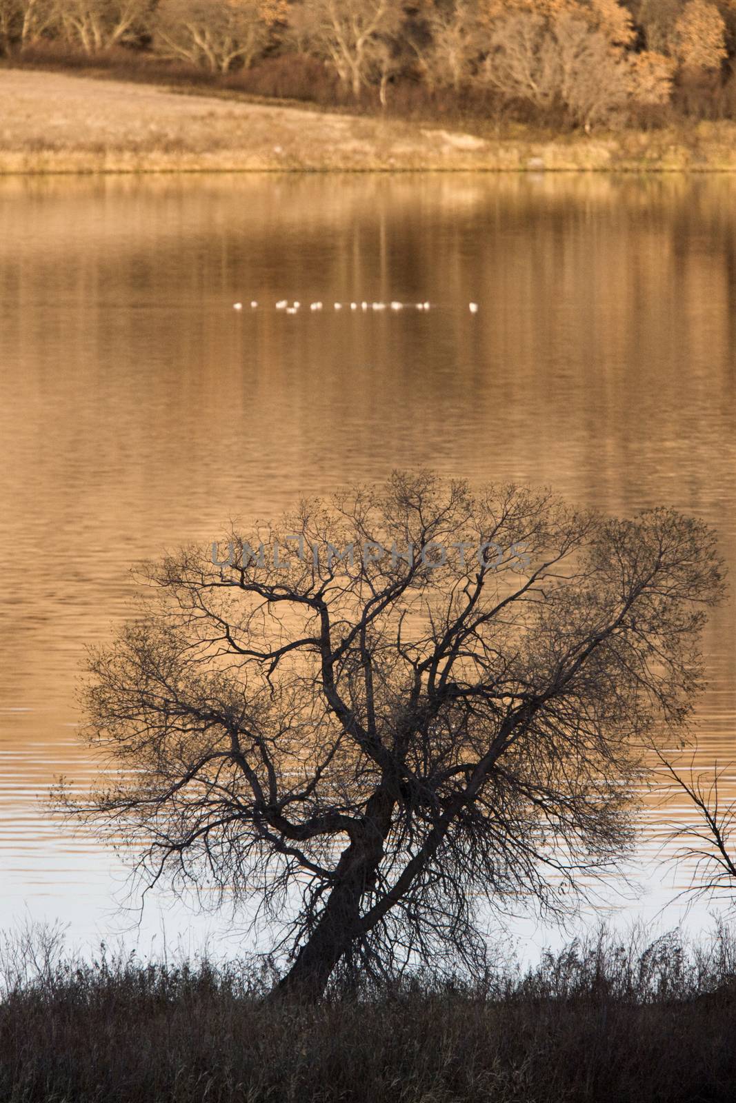 Saskatchewan Lake in Autumn by pictureguy