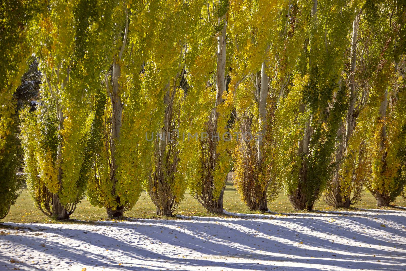 Autumn Lines Yellow poplar trees Canada scenic view