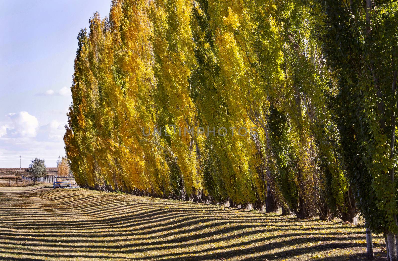 Autumn Lines Yellow poplar trees Canada scenic view