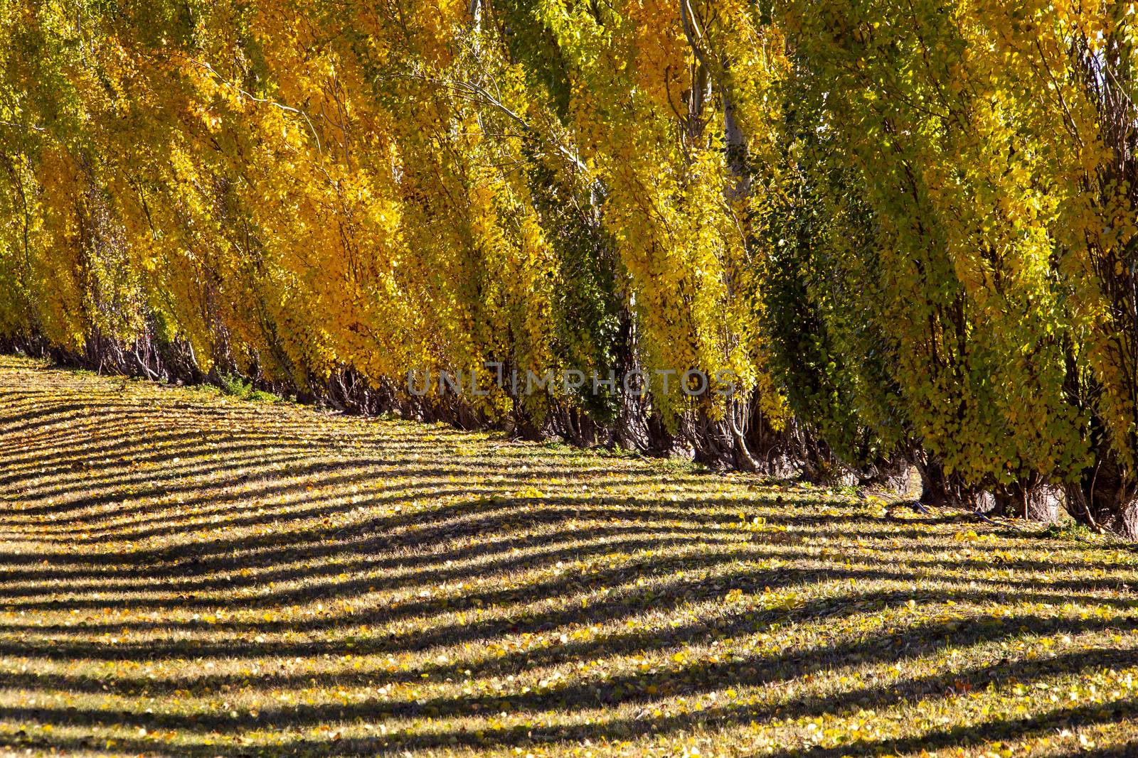 Autumn Lines Yellow poplar trees Canada scenic view