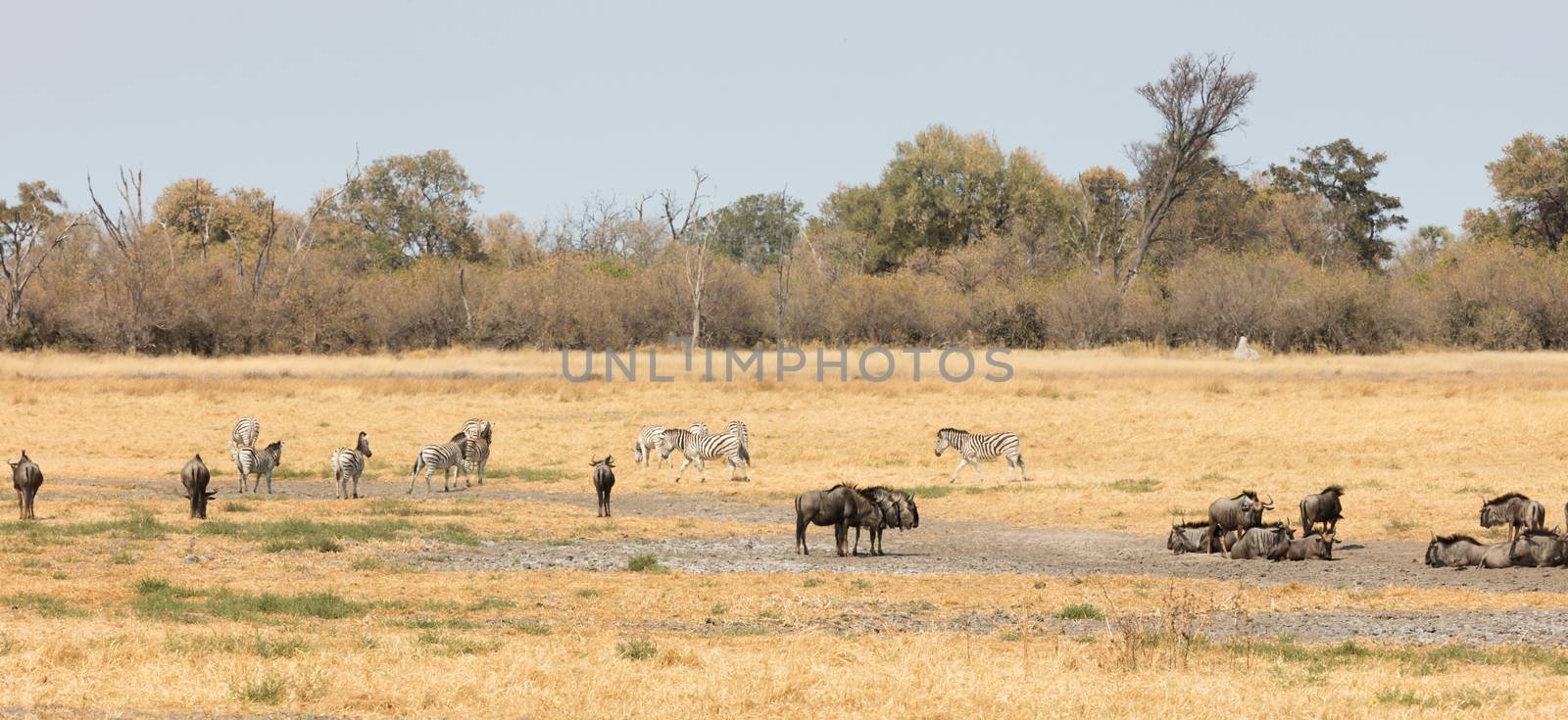 Large group of different animals close to a waterhole by michaklootwijk