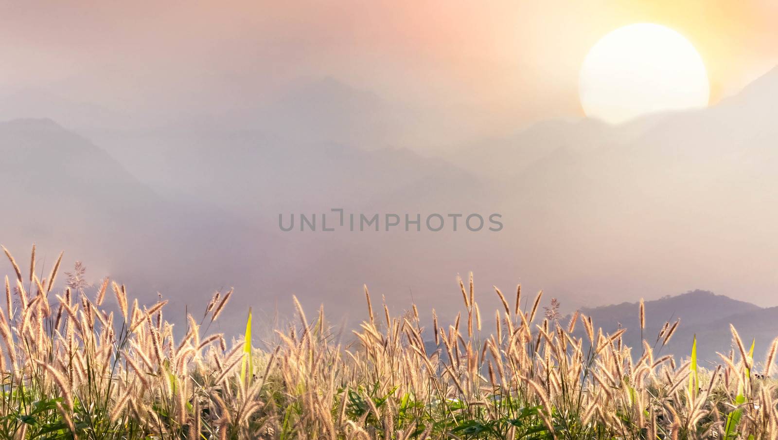 Field of spring grass and mountain valley during sunrise. Beautiful natural  landscape