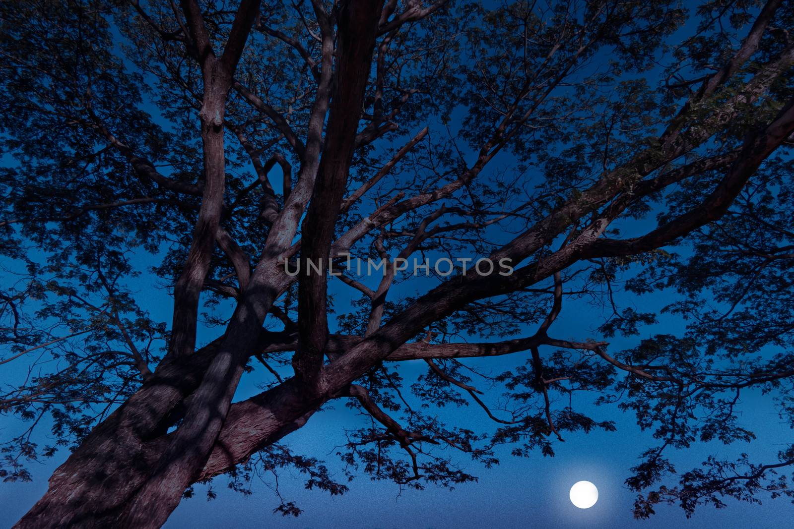 under the tree night time with sky and moon on background