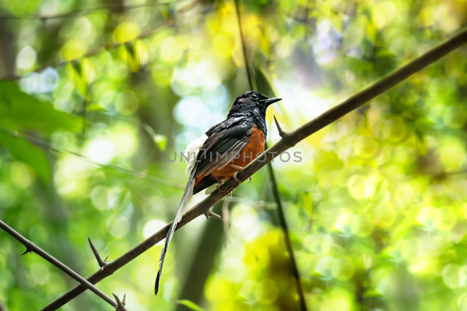 White-rumped shama on a branch in green nature