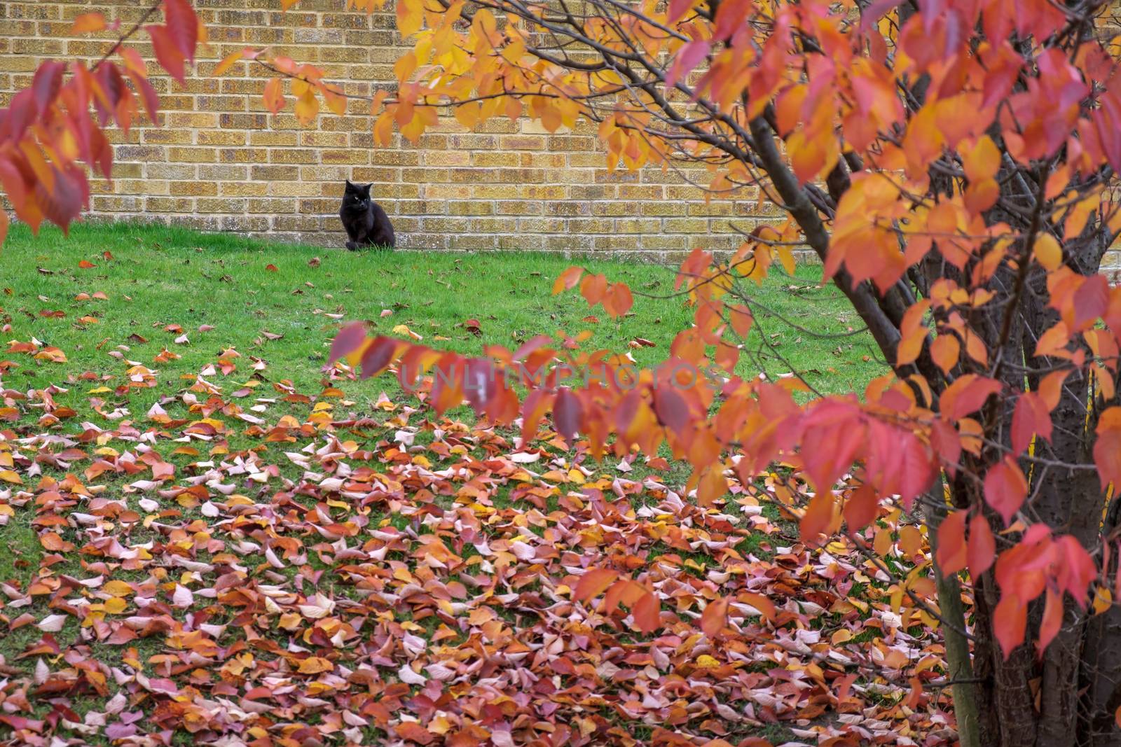 Black cat amongst autumn colours in East Grinstead