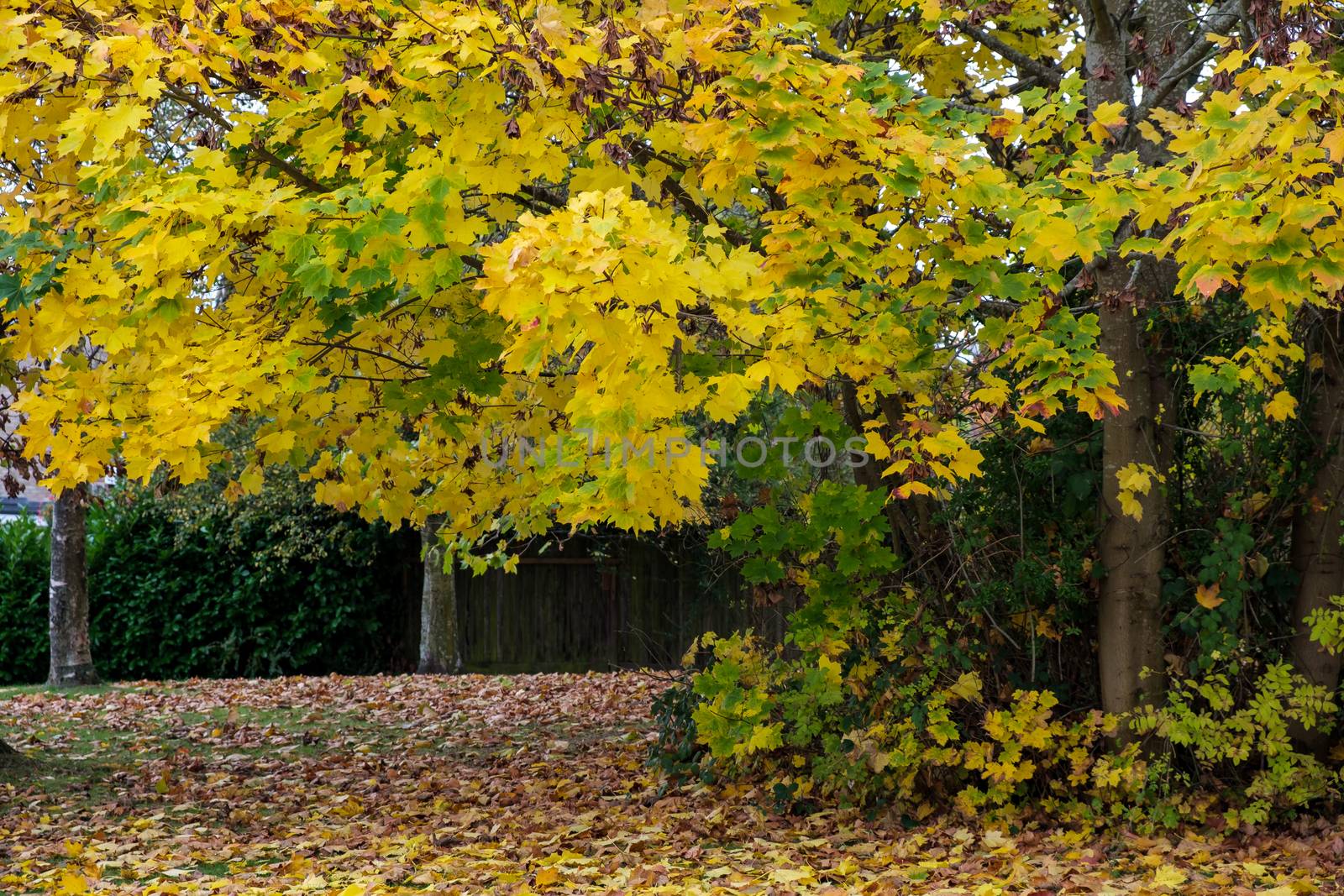 Autumnal colours  of a Maple tree in East Grinstead by phil_bird