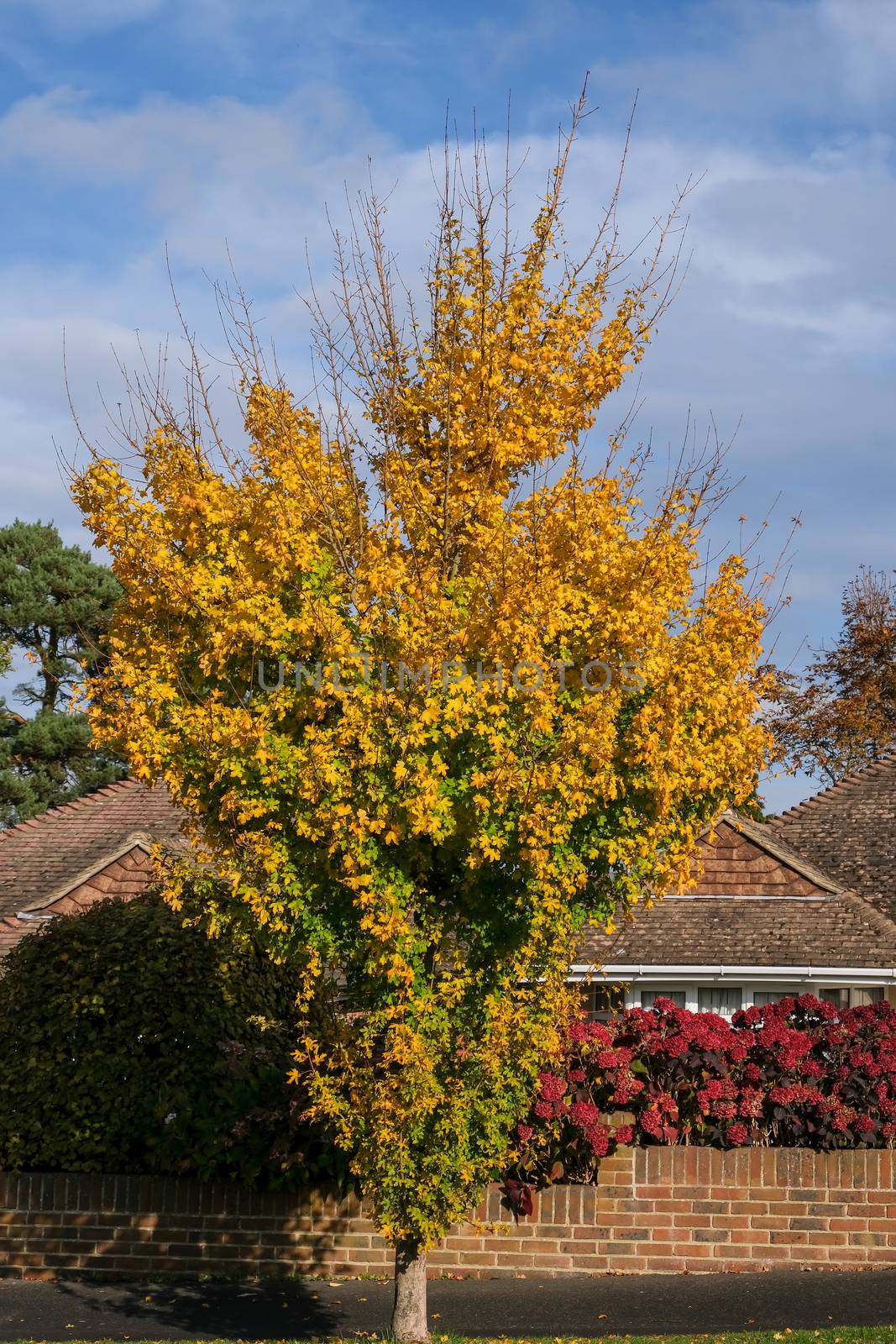 Autumnal colours  of a Maple tree in East Grinstead by phil_bird