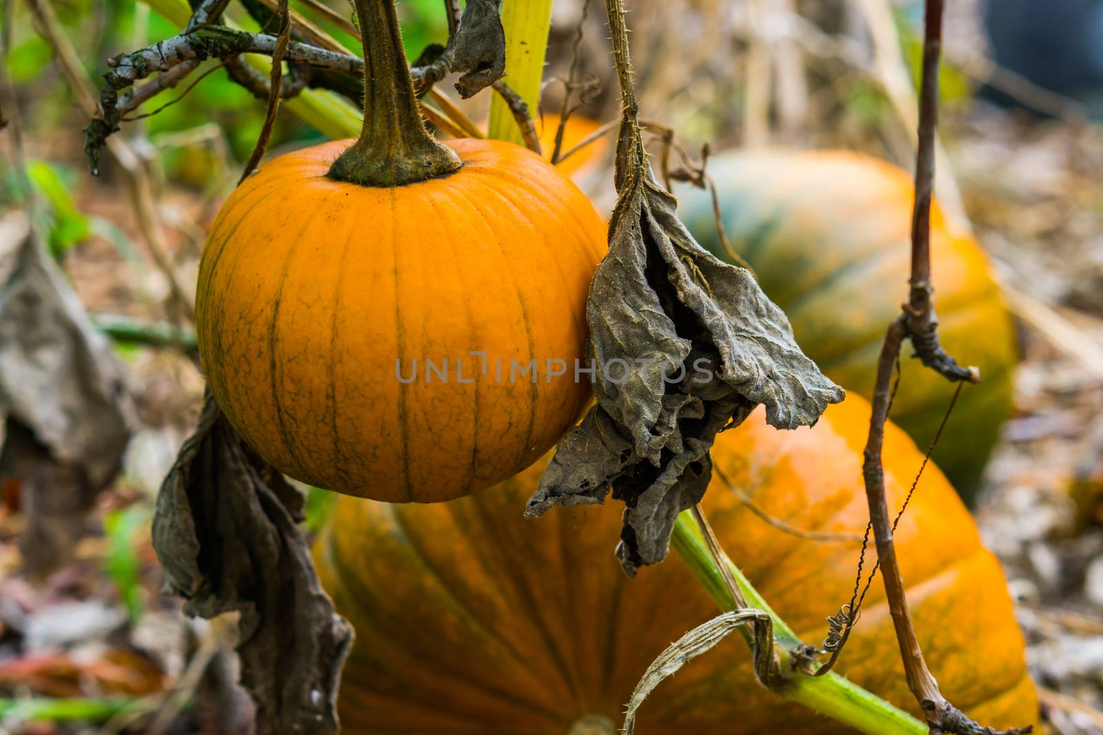 orange pumpkin hanging on the plant with 2 pumpkins in the background organic garden cultivation by charlottebleijenberg