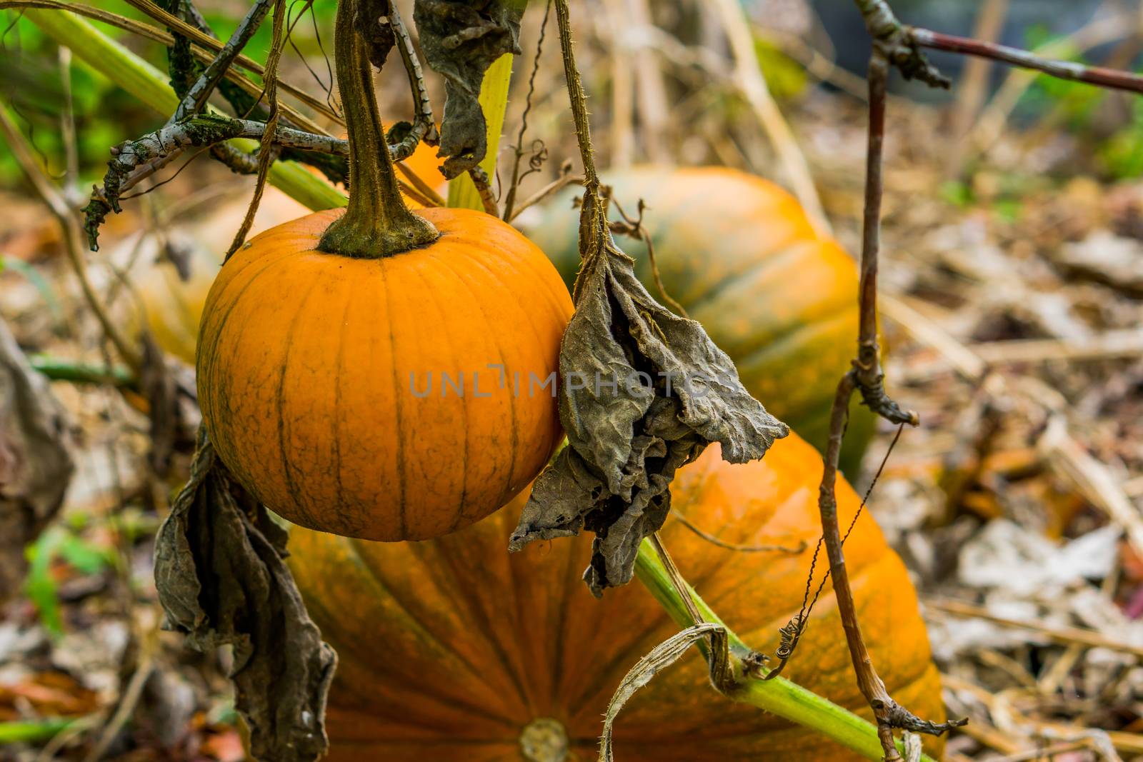 healthy halloween vegetable hanging on the plant with 2 pumpkins in the background organic gardening
