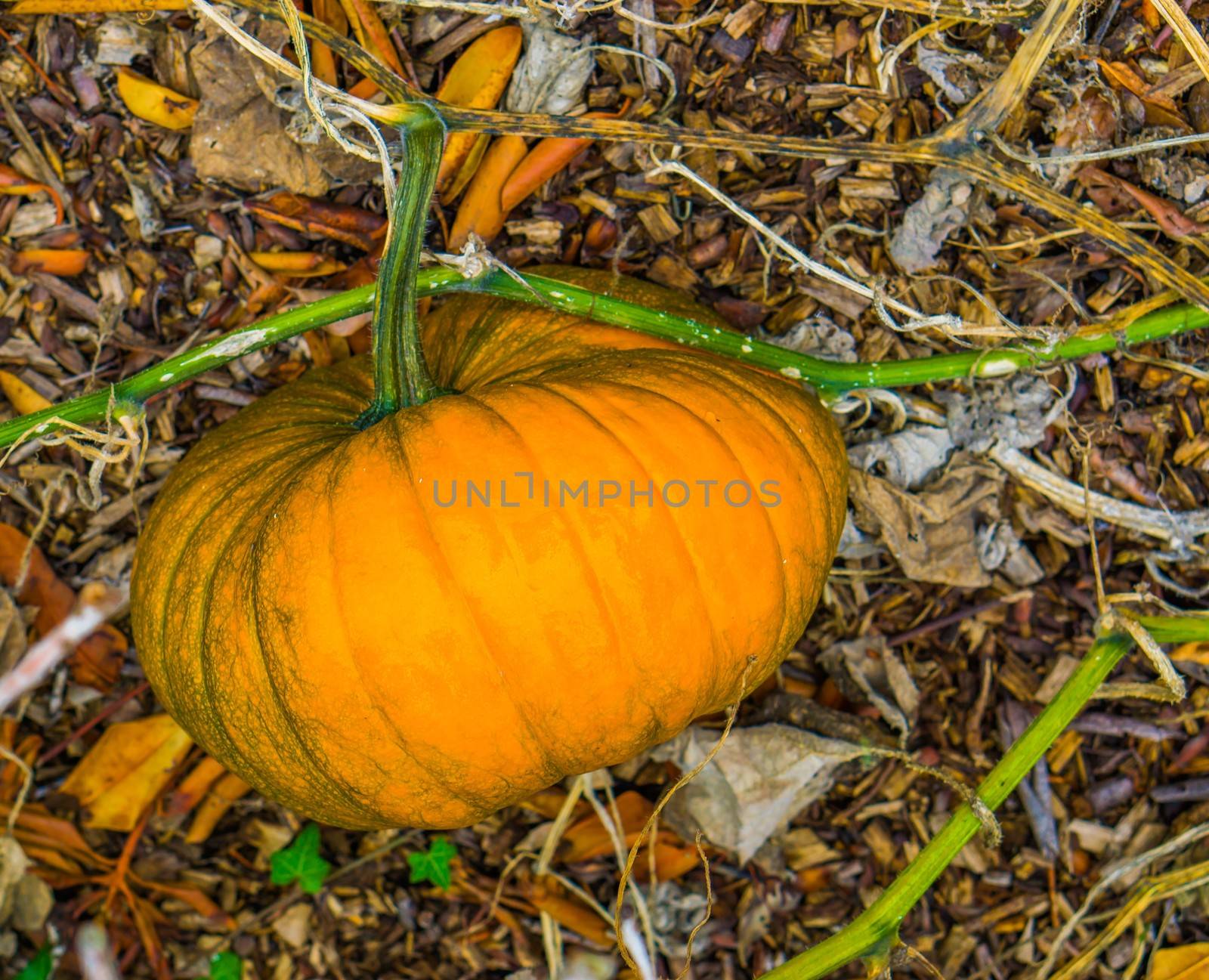 ripe big orange halloween pumpkin growing on a pumpkin plant in an organic garden by charlottebleijenberg