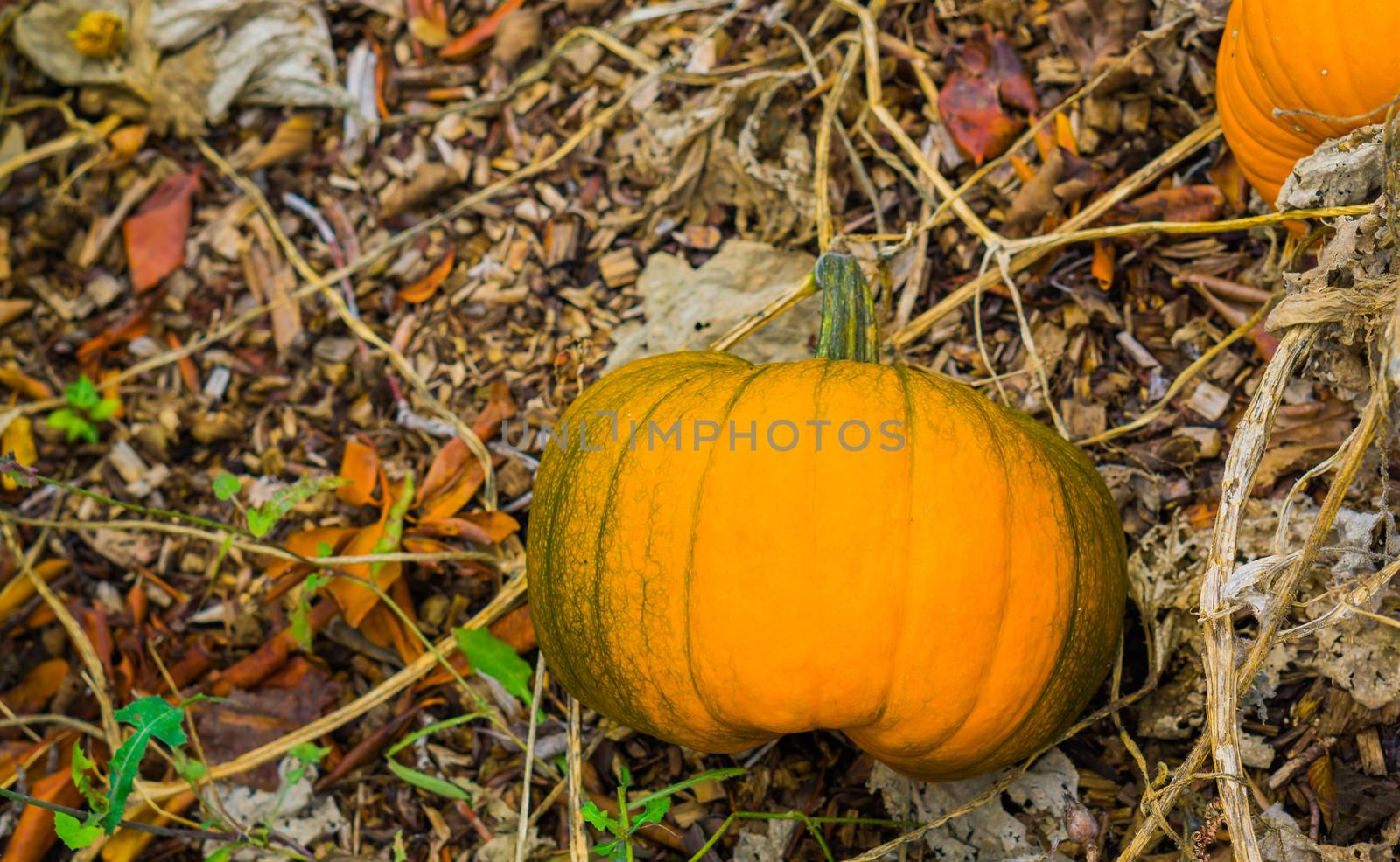 large orange halloween pumpkin growing on the plant organic vegetable cultivation by charlottebleijenberg