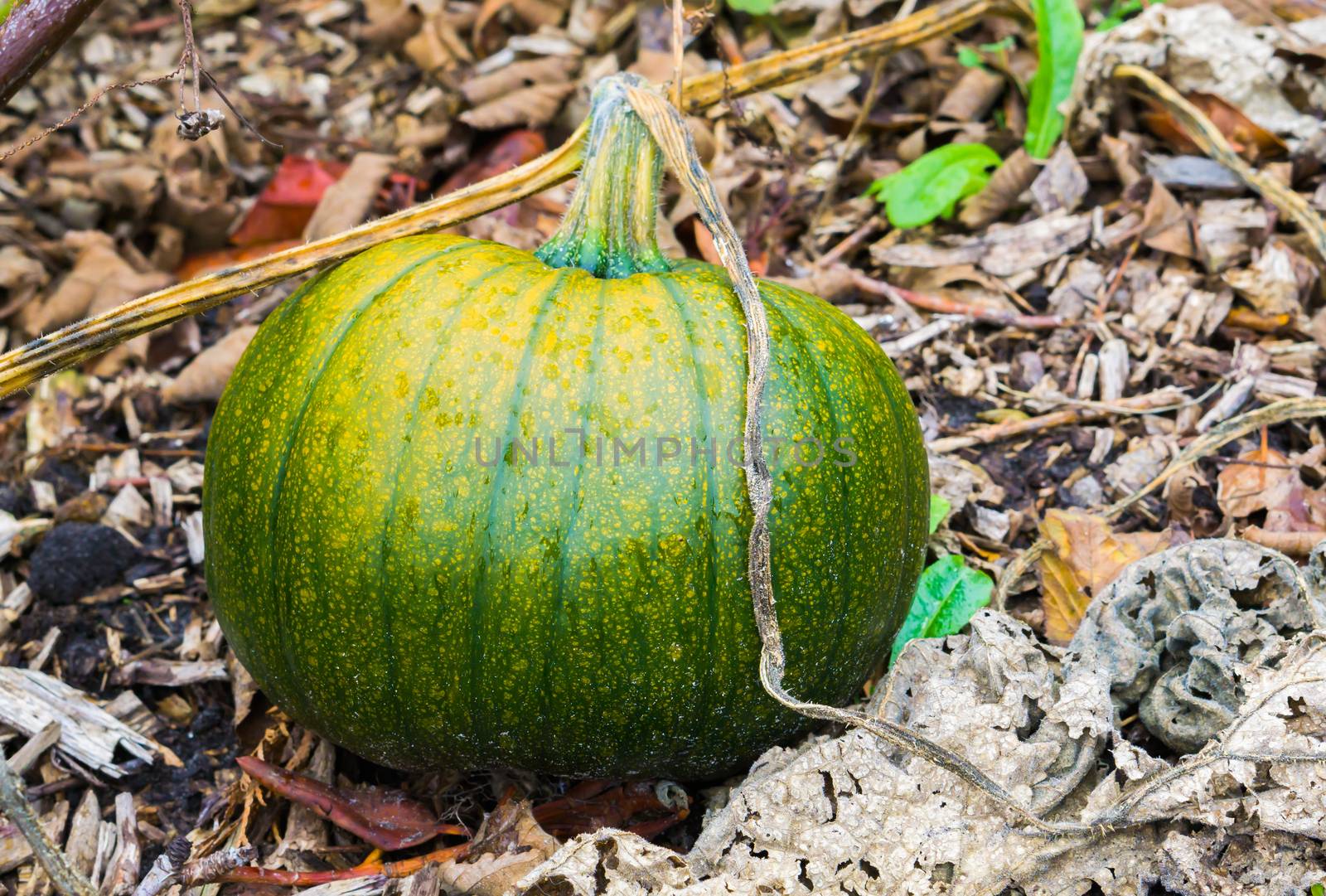 green healthy halloween pumpkin vegetable laying on the ground in an organic garden