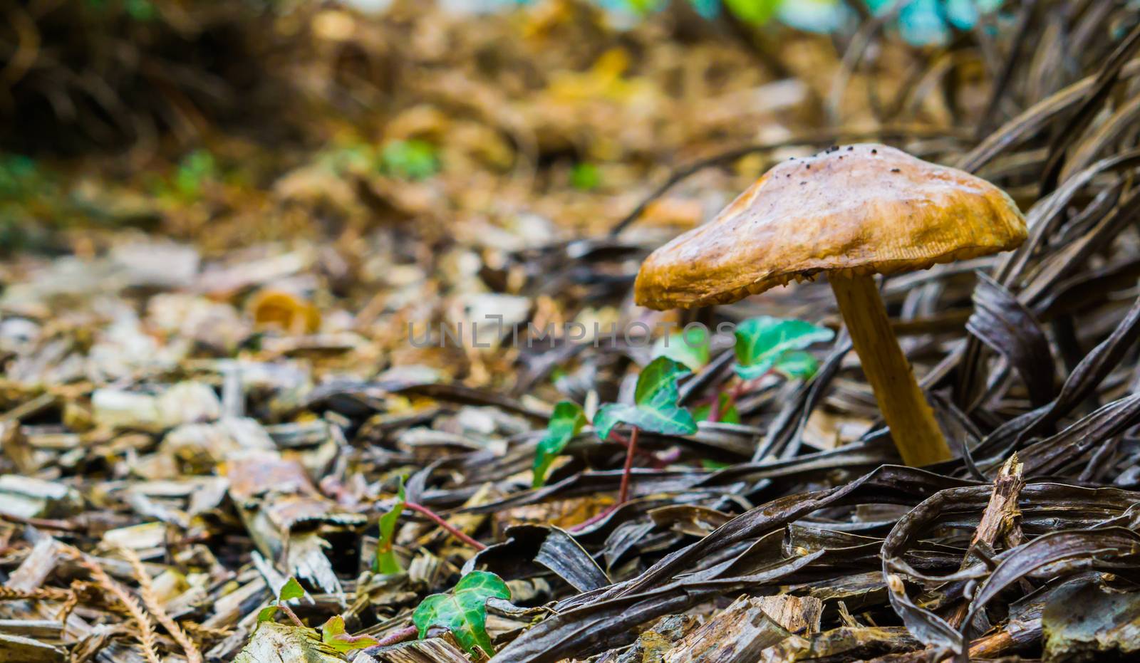 brown round mushroom in the forest with woodchips on the ground nature forest background by charlottebleijenberg