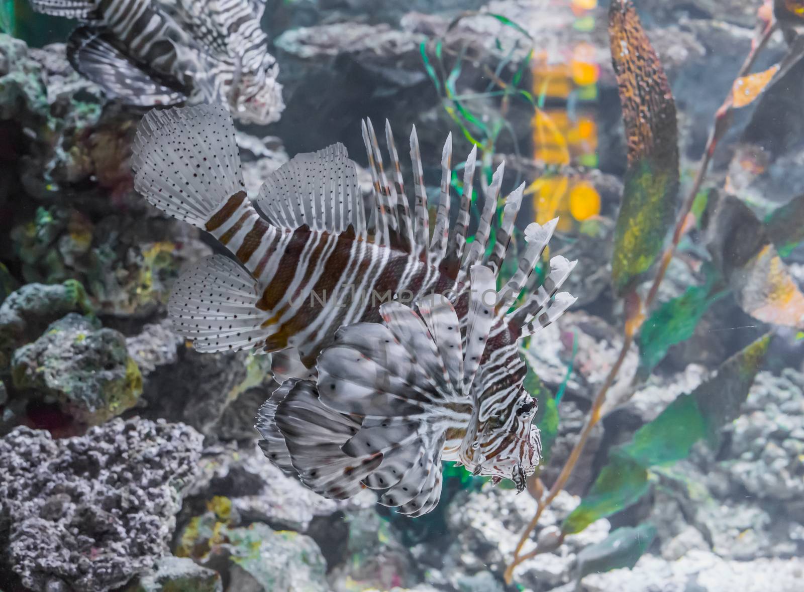 swimming lion fish a poisonous tropical beautiful aquarium pet with brown stripes and dots