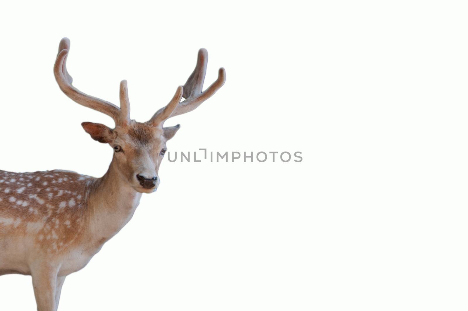 Wildlife christmas animal portrait of a deer head with antlers isolated on a white background