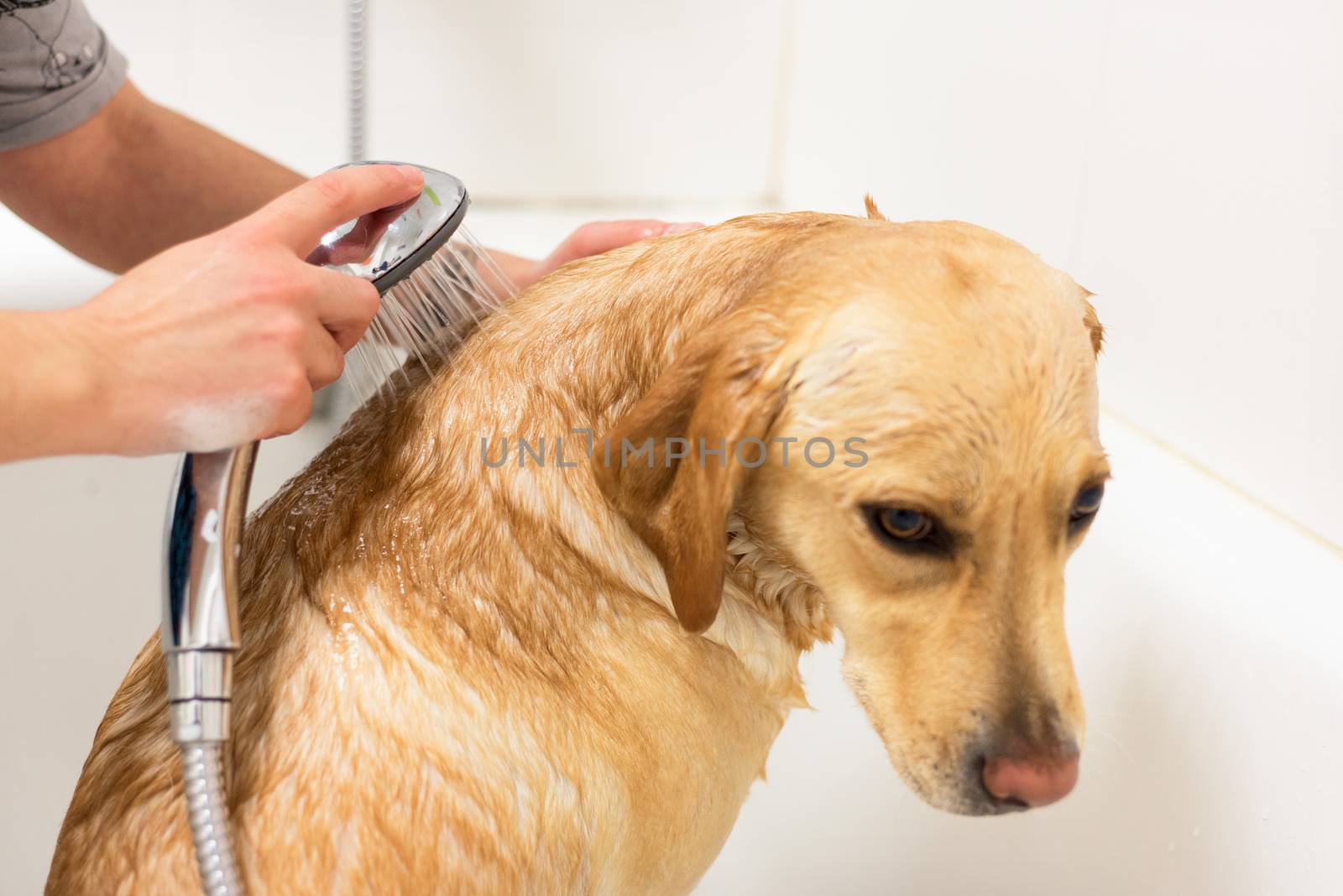 Labrador retriever taking a bath. by HERRAEZ