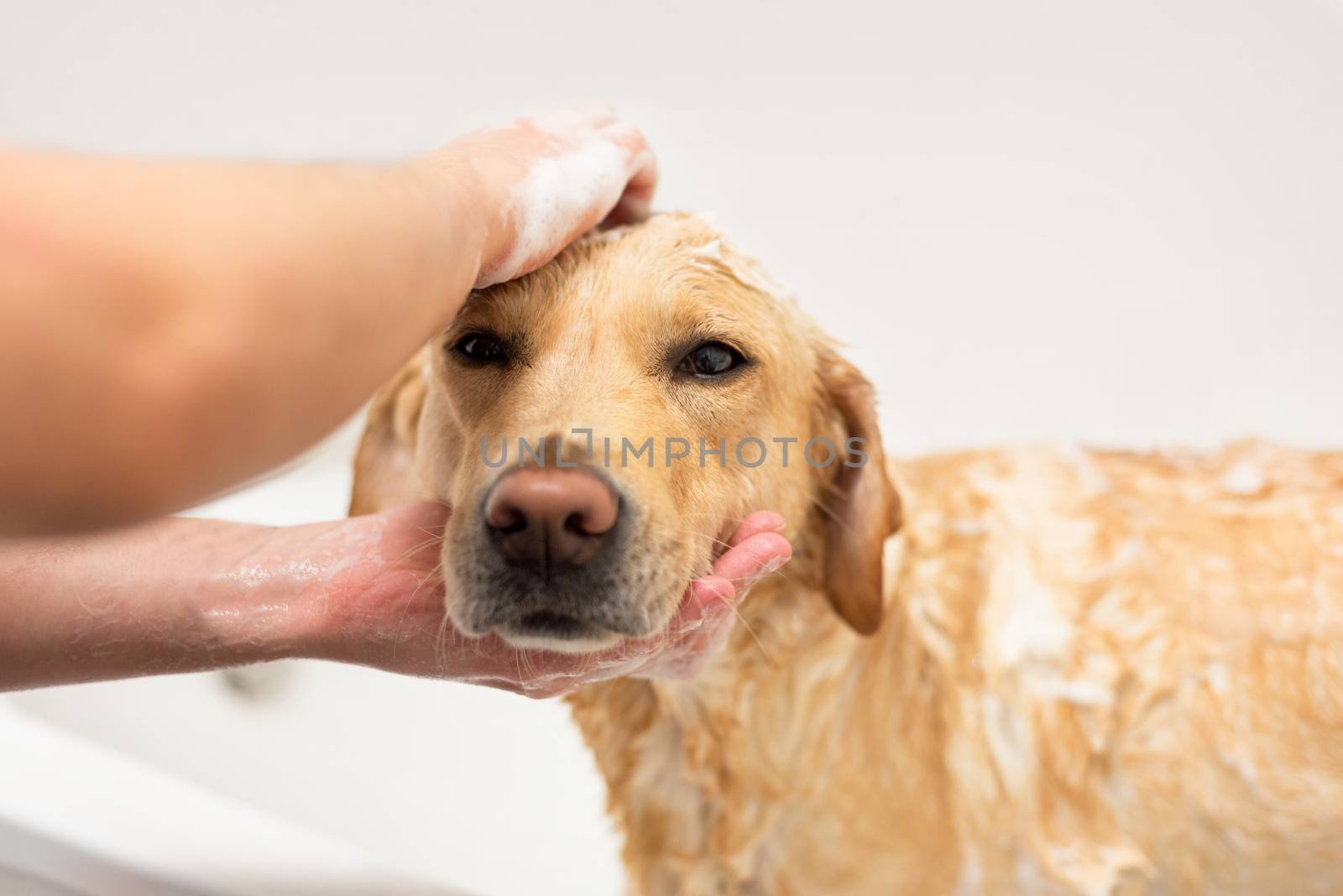 Labrador retriever taking a bath. by HERRAEZ