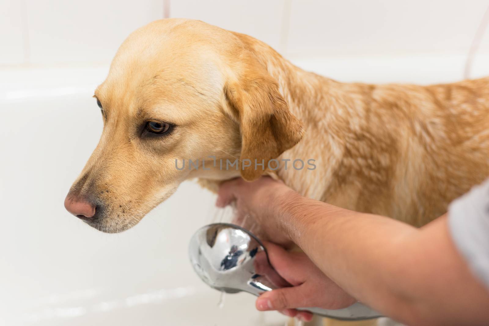 Labrador retriever taking a bath. by HERRAEZ