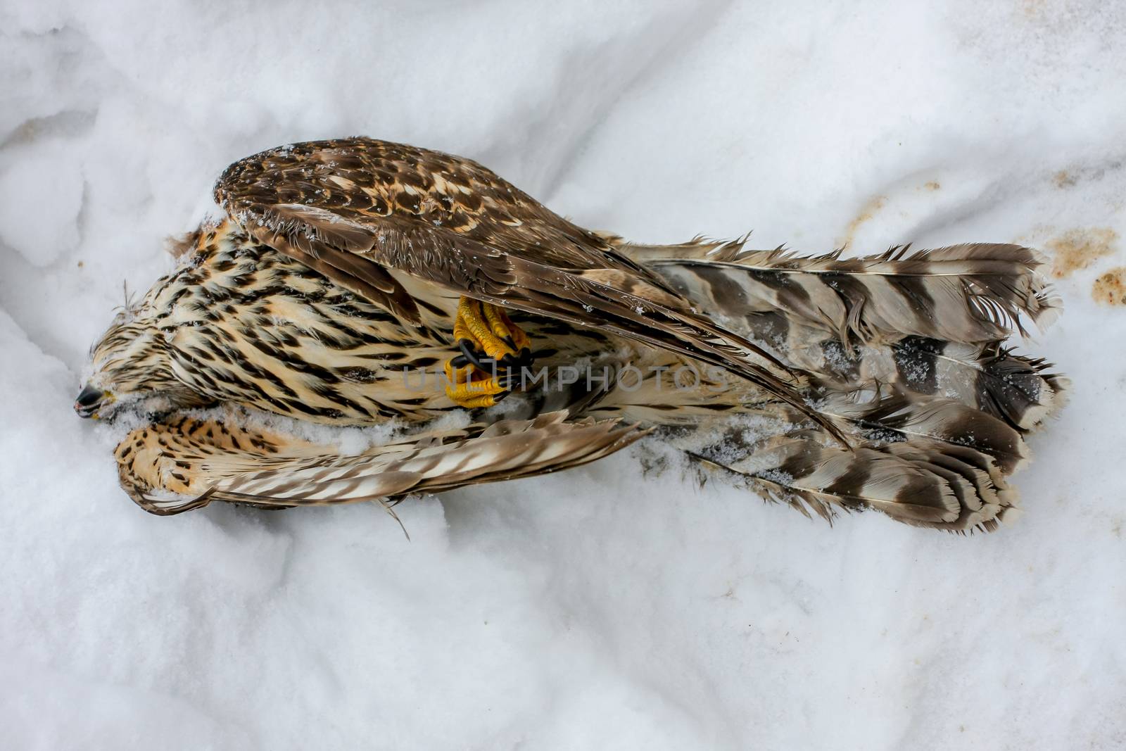Cold hawk in the snow.