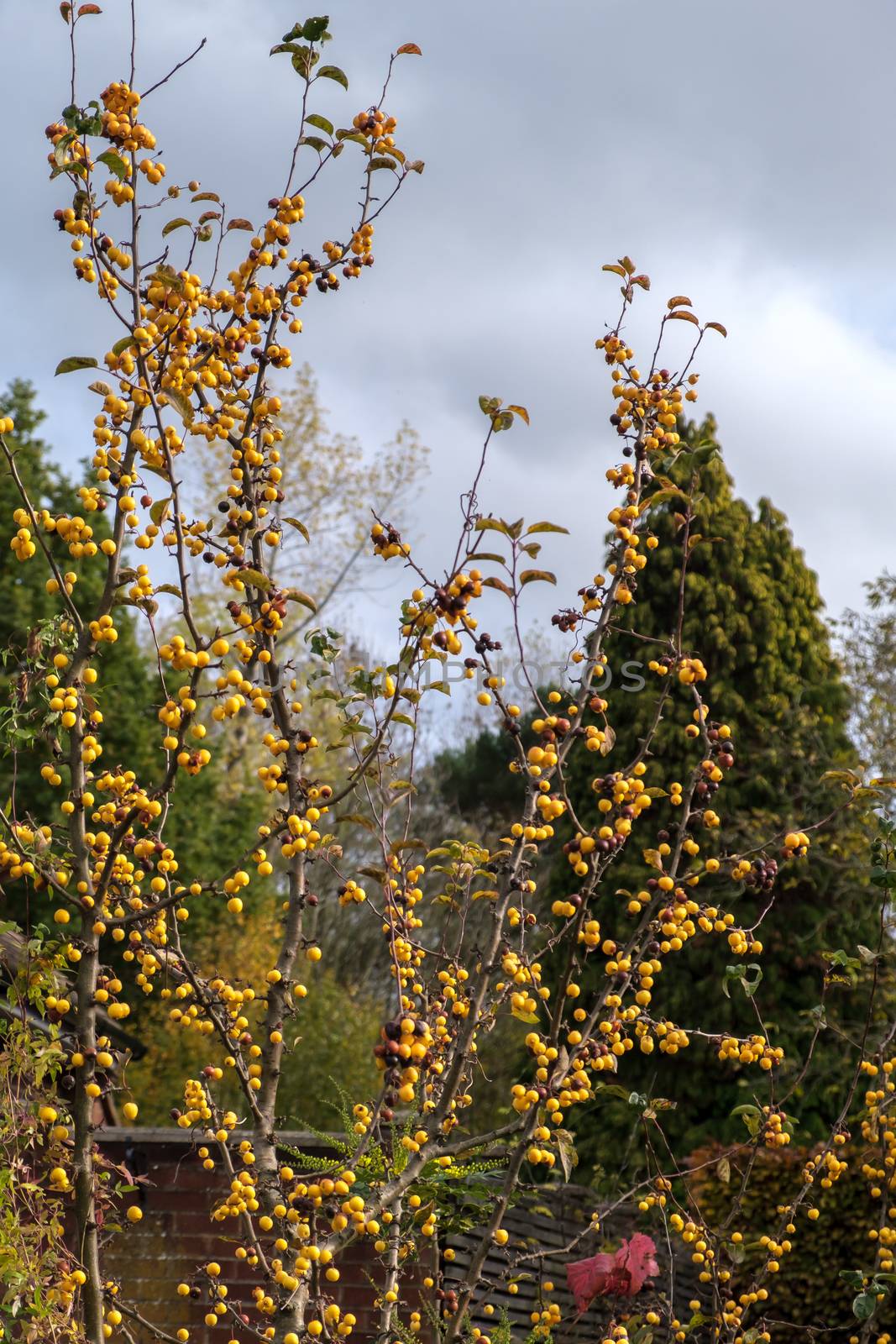 Tree with yellow berries and thorny branches in East Grinstead by phil_bird