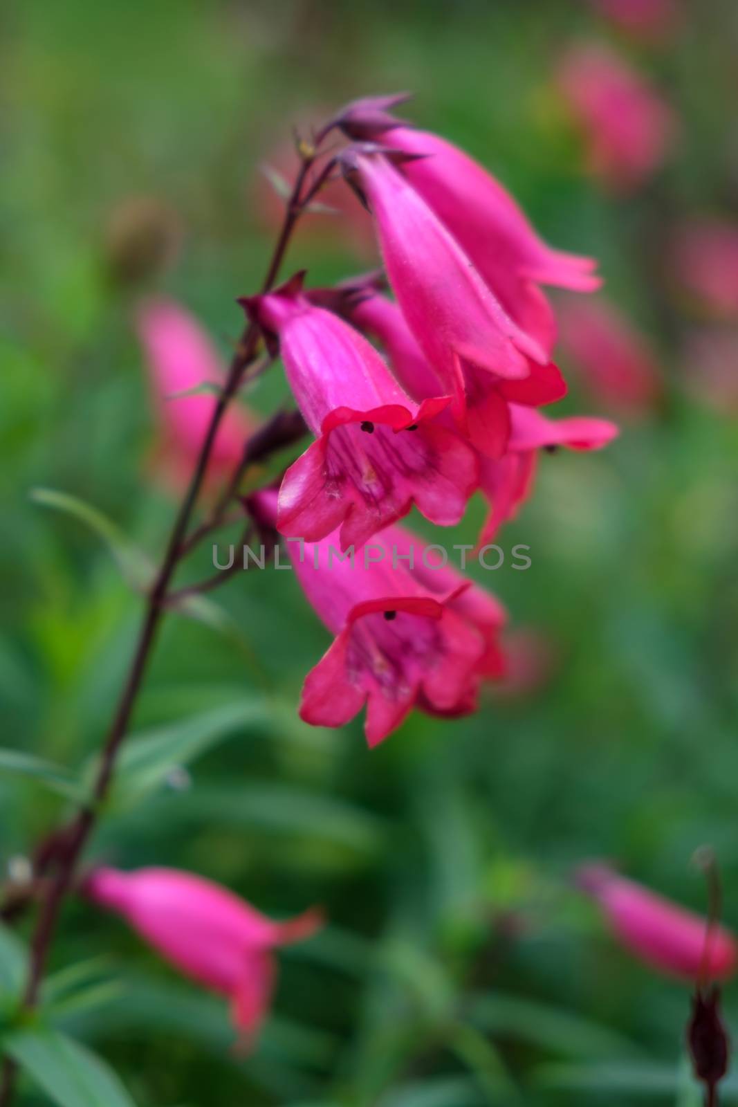 Pink Penstemon flowering in autumn in East Grinstead