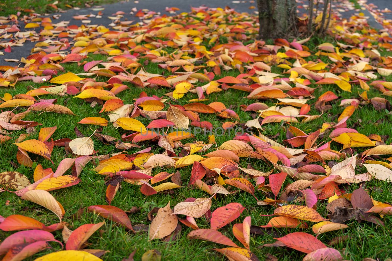 Bird Cherry (Prunus padus) tree leaves in autumn in East Grinstead