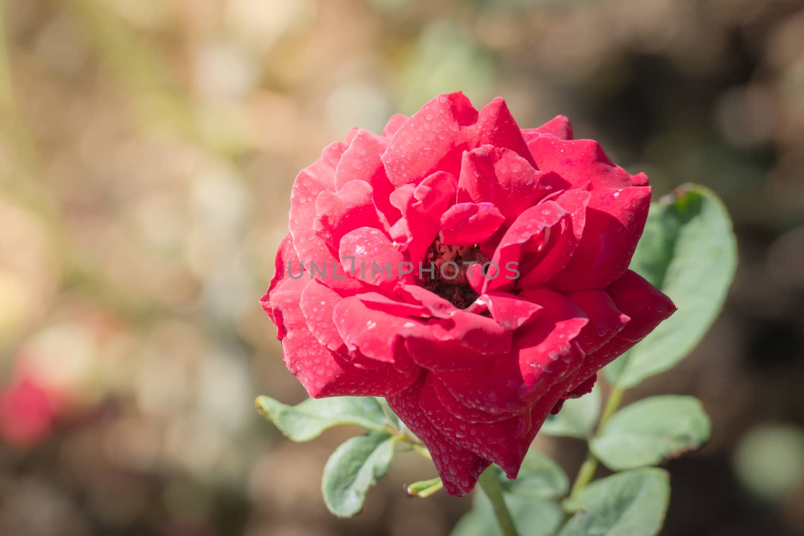 Roses in the garden  by teerawit