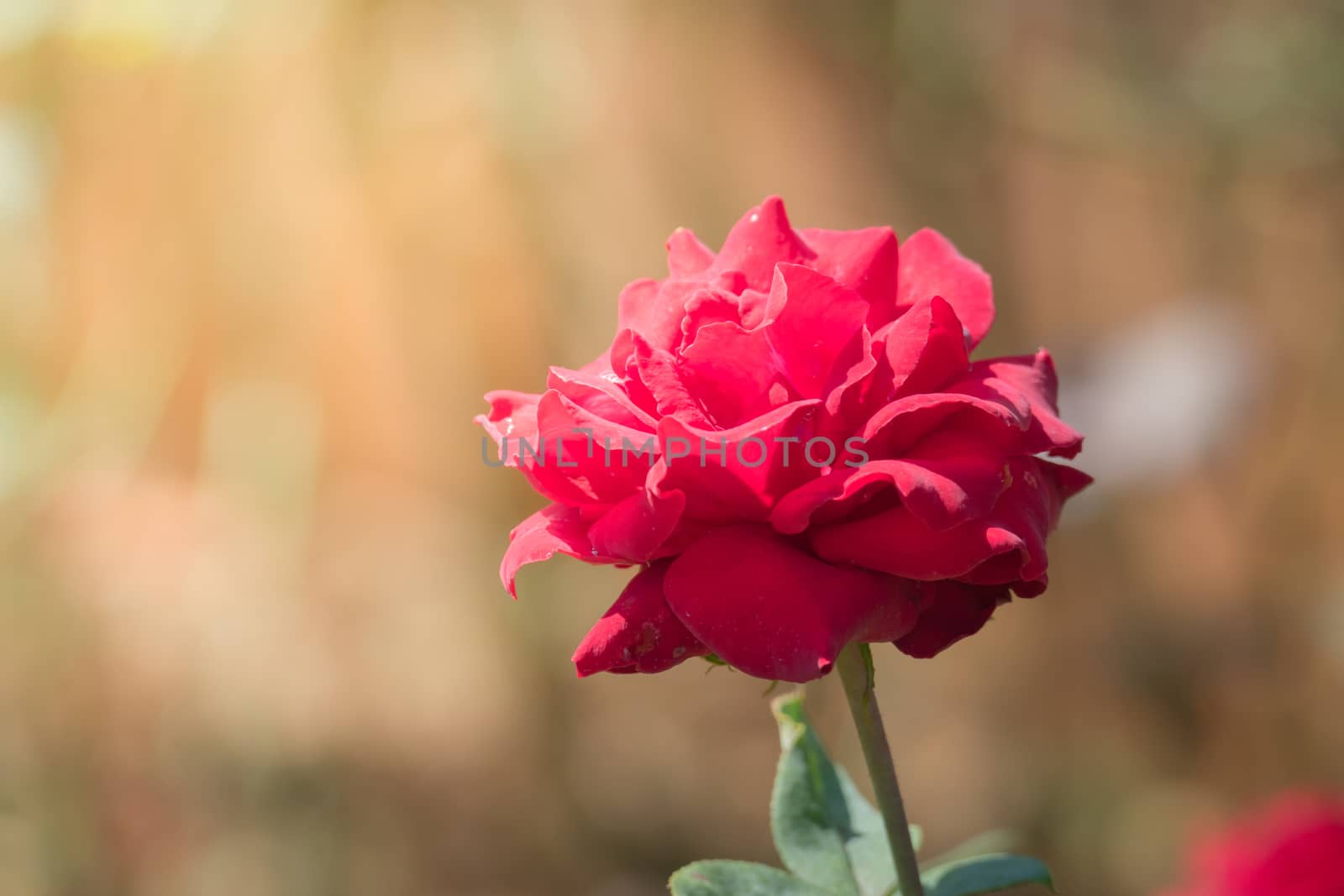 Roses in the garden  by teerawit