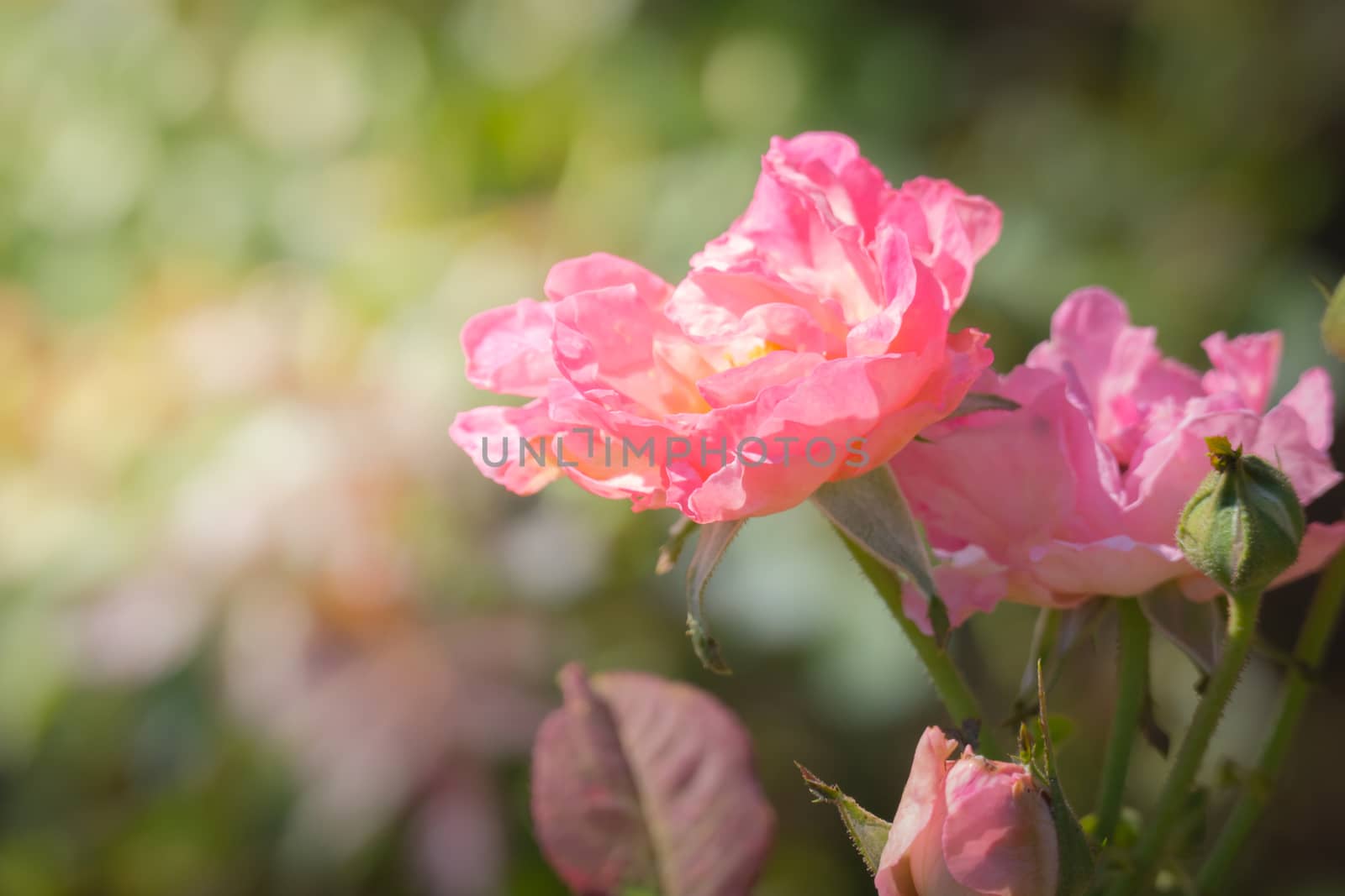 Roses in the garden  by teerawit