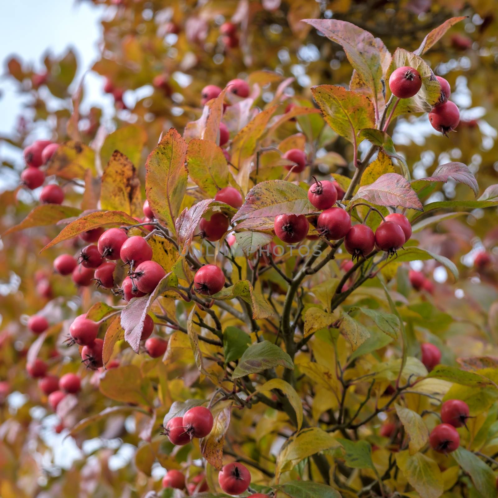 Autumnal colours of the Broad Leaved Cockspur Thorn in East Grin by phil_bird