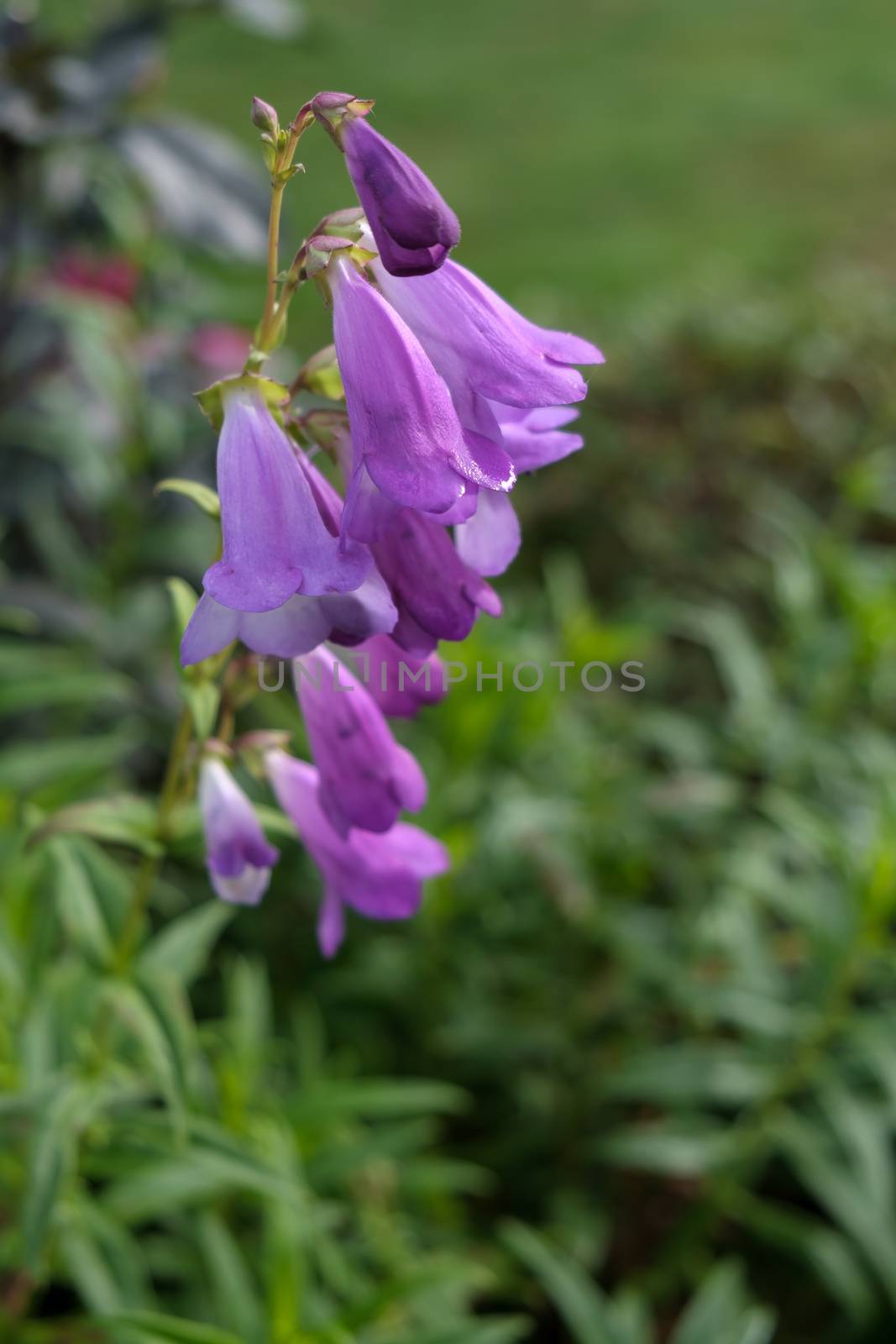 Mauve Penstemon flowering in autumn in East Grinstead