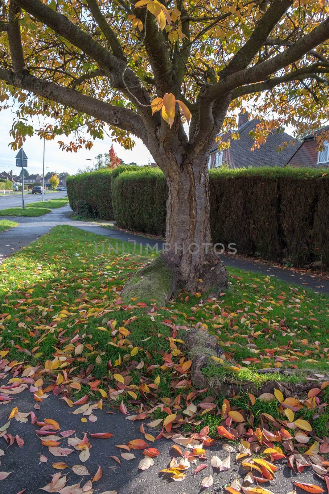 Bird Cherry (Prunus padus) tree in autumn in East Grinstead by phil_bird