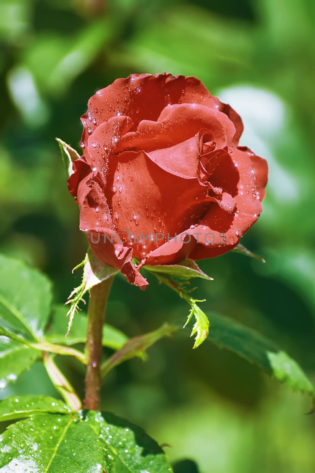 Red Rose Flower with Water Drops