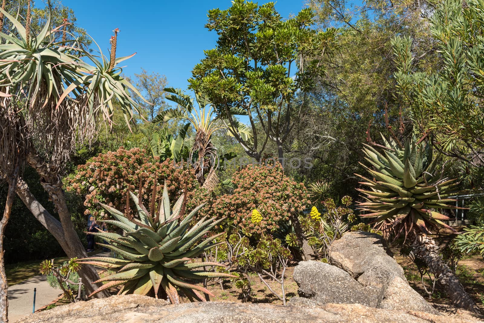 An indigenous garden at the Afrikaans Language Monument at Paarl in the Western Cape Province. Aloes are visible