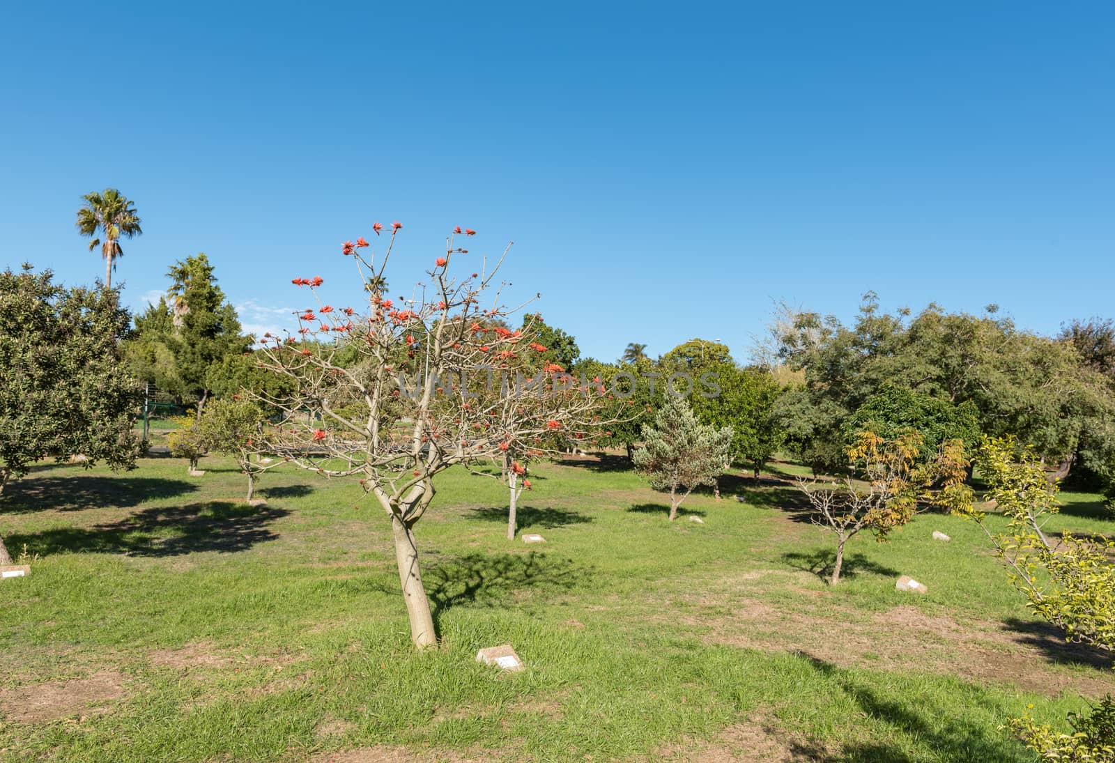 The arboretum at Majik Forest, a public park in Durbanville, in the Western Cape Province. Each tree is marked with its scientific and common names