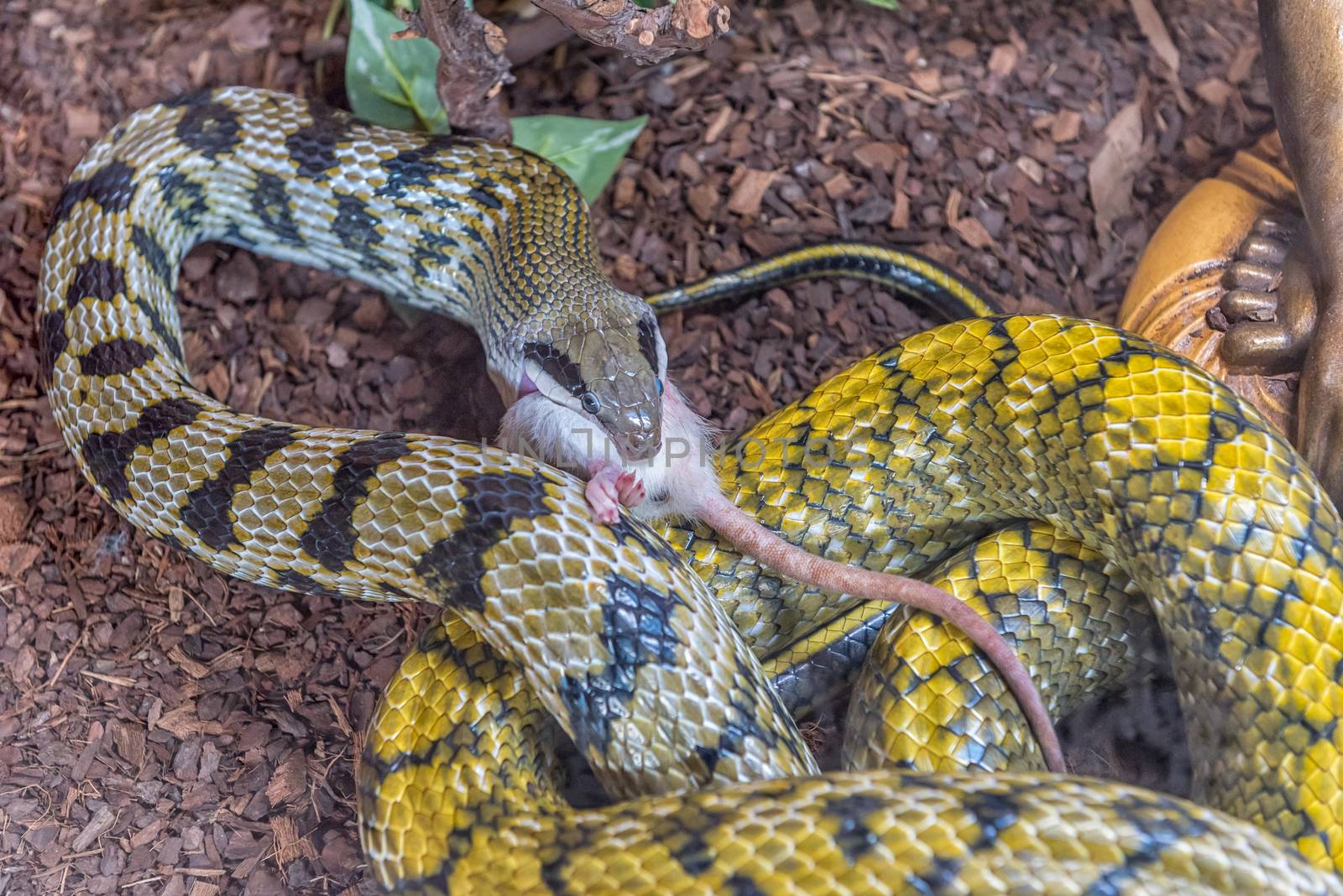 A Taiwan Beauty Snake in captivity eating a mouse