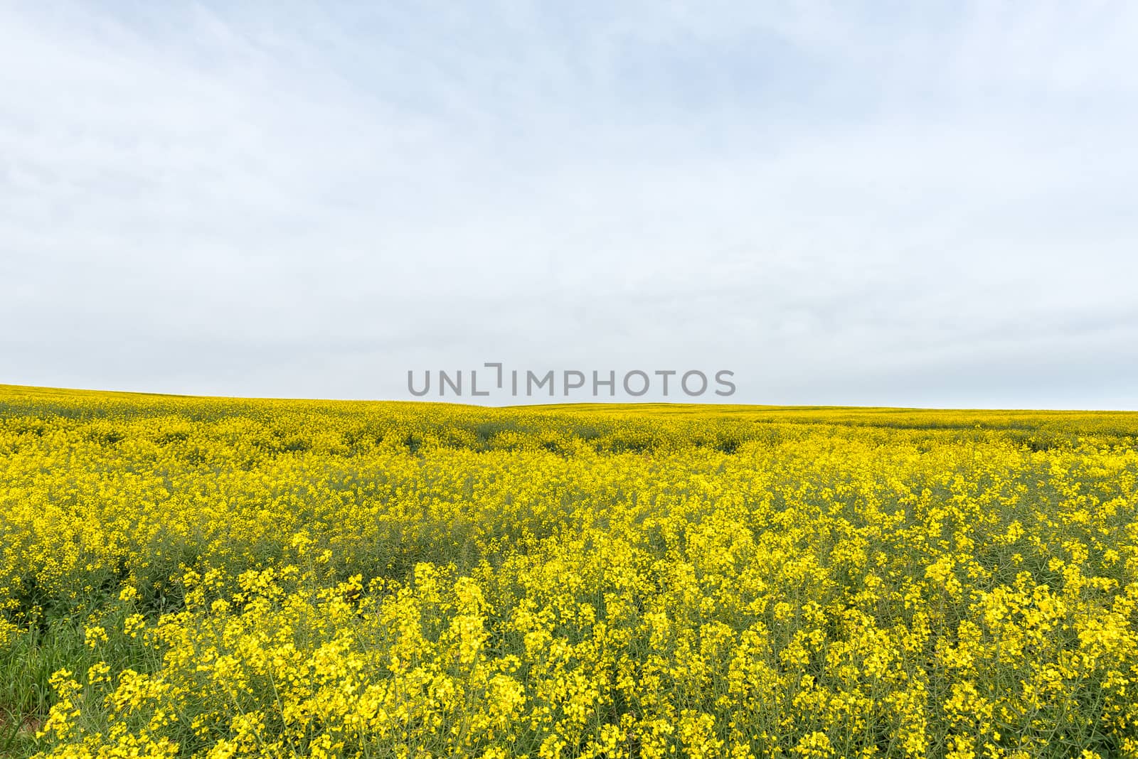 A canola field near Melkbosstrand in the Western Cape Province