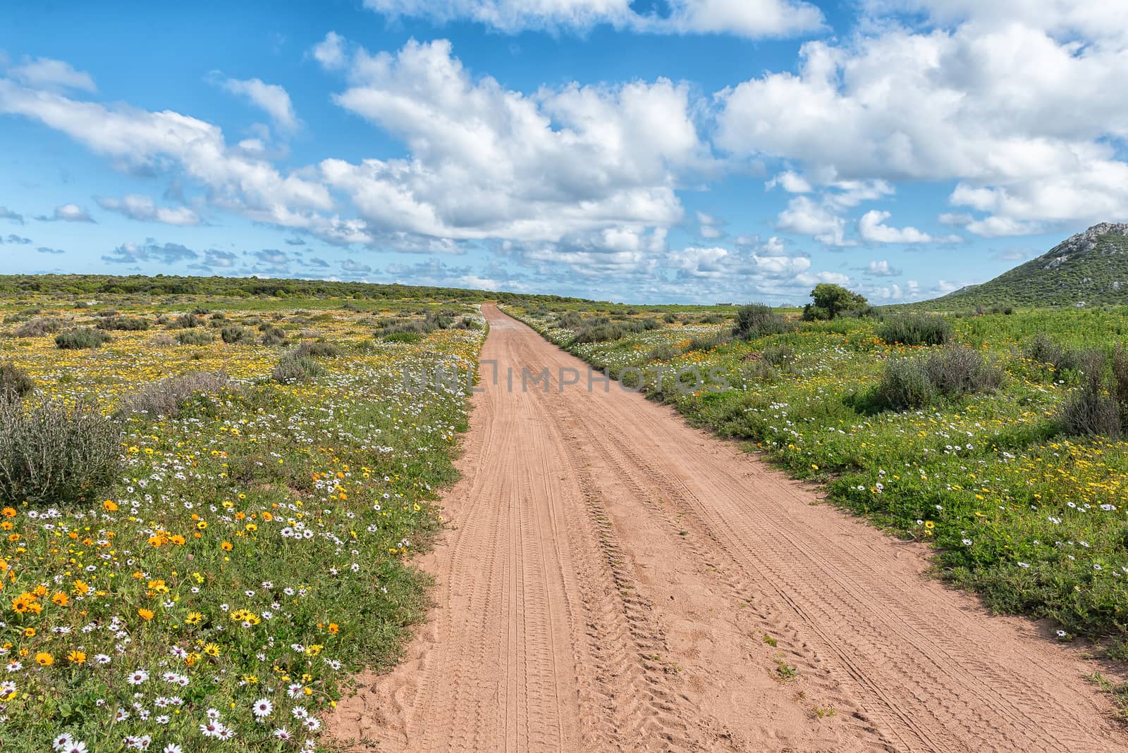 Wild flowers next to a road at Postberg near Langebaan on the Atlantic Ocean coast in the Western Cape Province of South Africa