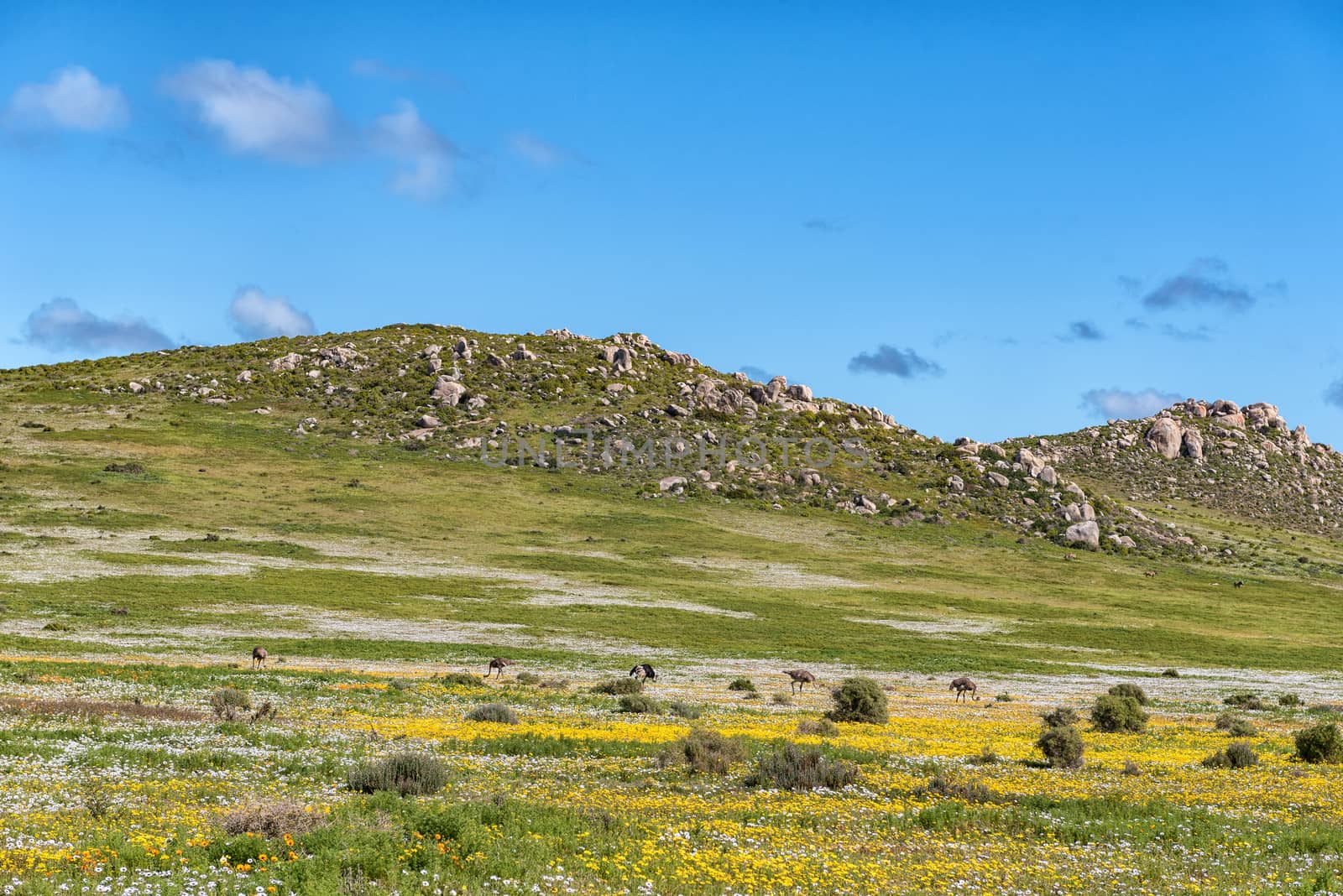 Ostriches between wild flowers at Postberg near Langebaan on the Atlantic Ocean coast of the Western Cape Province