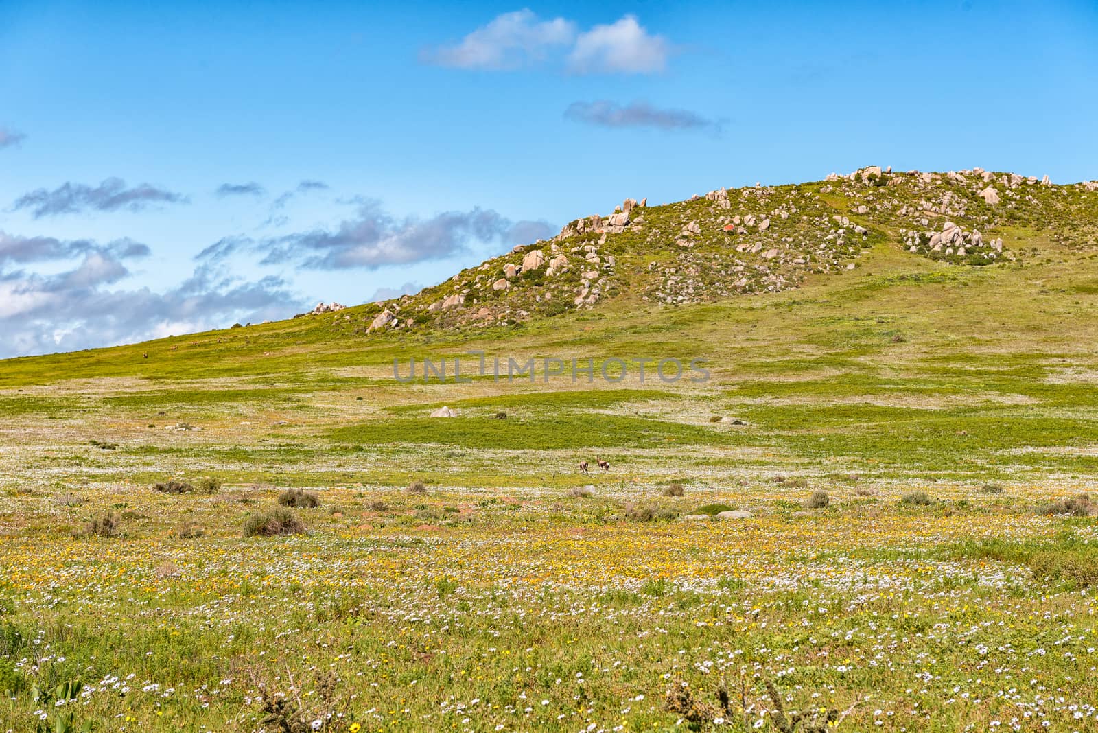 Bontebok between wild flowers at Postberg near Langebaan on the Atlantic Ocean coast of the Western Cape Province