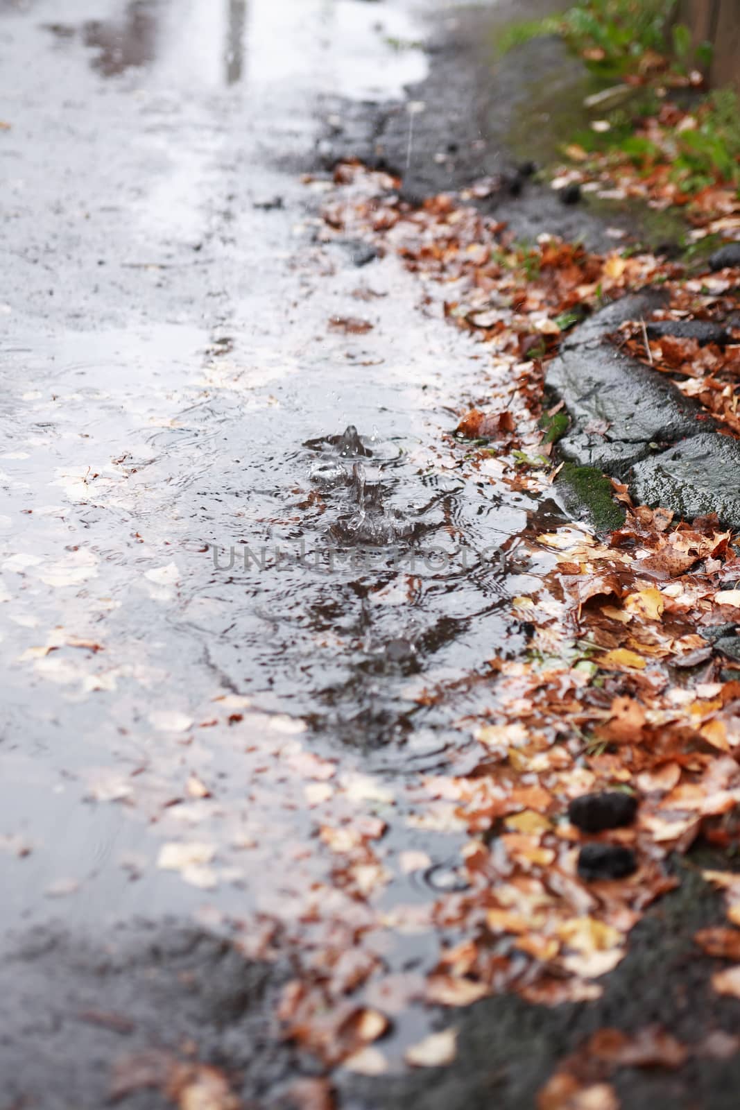 Autumn background. Puddle with falling leaves on pavement under 
